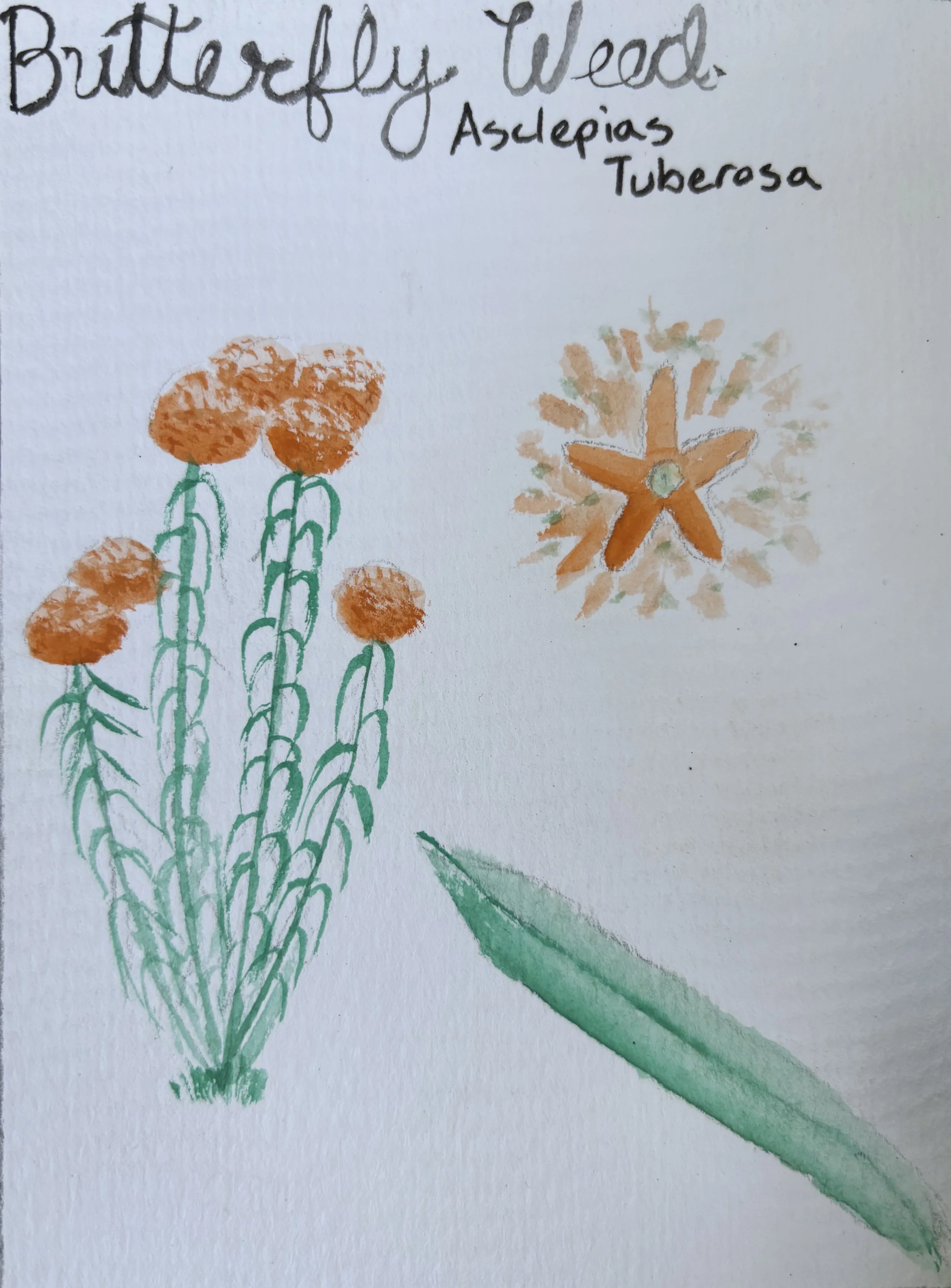 A hand-drawn picture of orange butterfly weed flowers with green stems and a green leaf, accompanied by handwritten notes identifying the plant as Butterfly Weed, Aslepias Tuberosa.