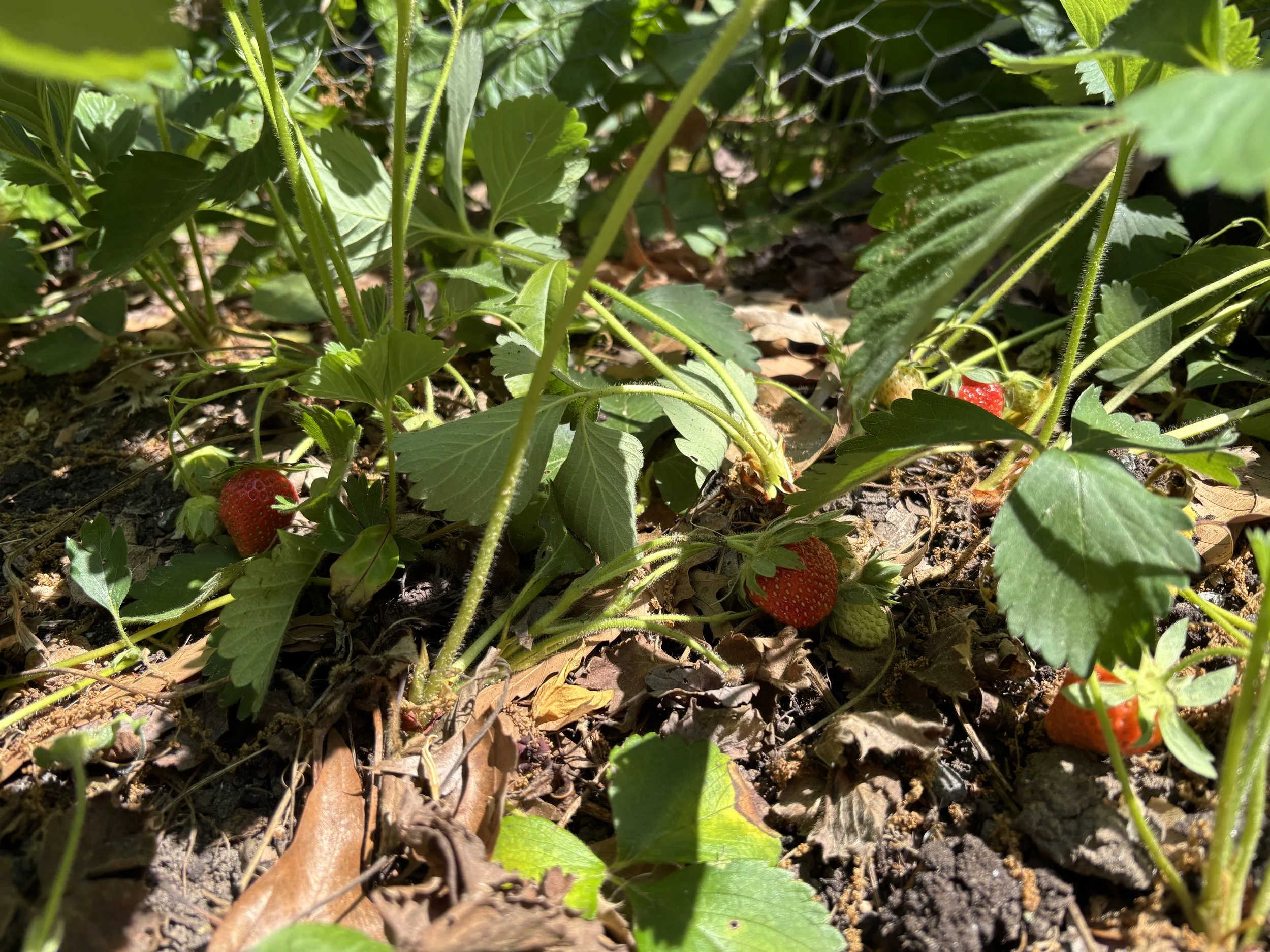 Close-up of strawberry plants growing in soil, with ripe red strawberries and green leaves.