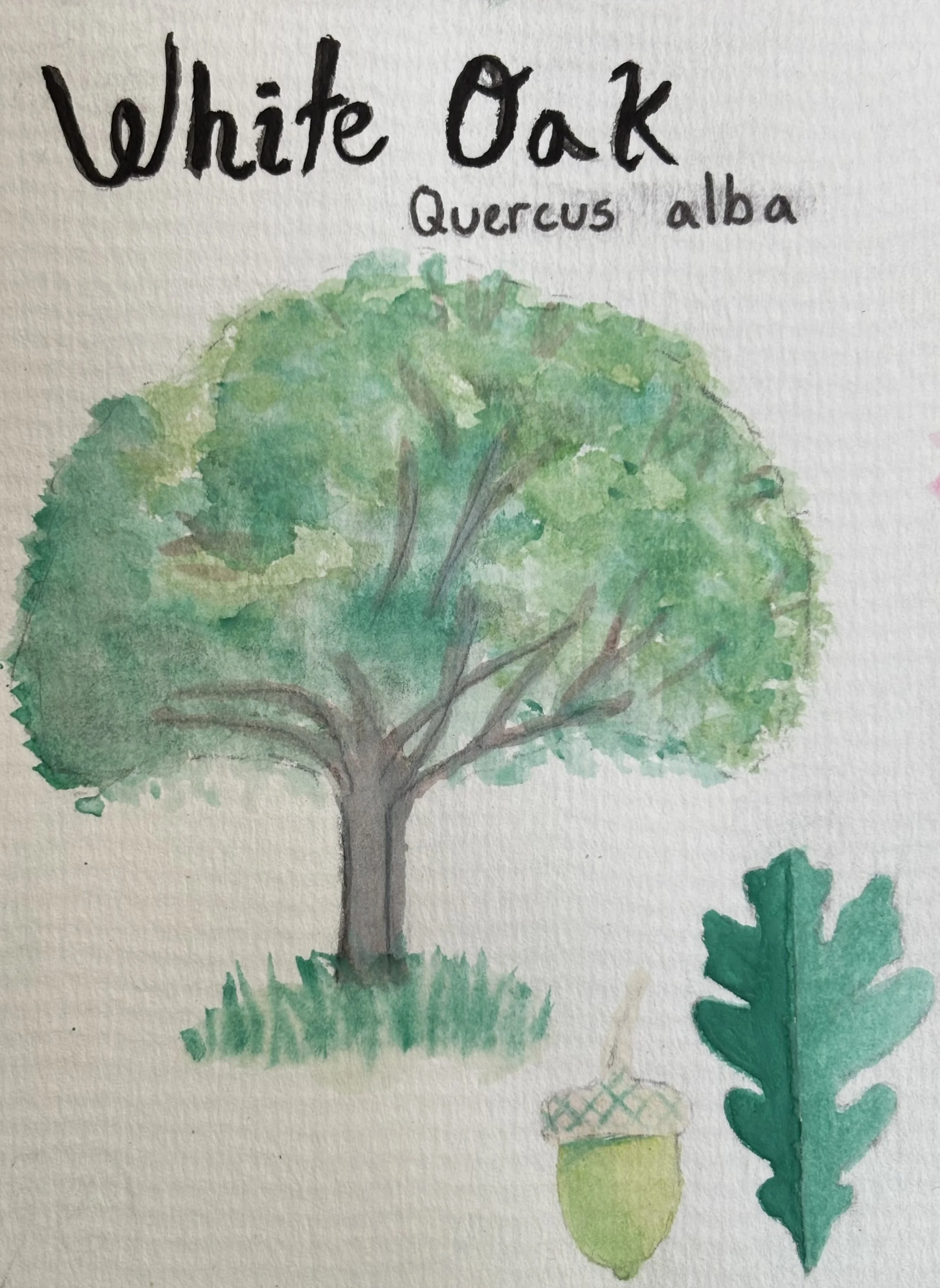 Watercolor painting of a green-leaved tree, with small grass and plant details below, and the words 'White Oak Quarter Alba' written at the top.