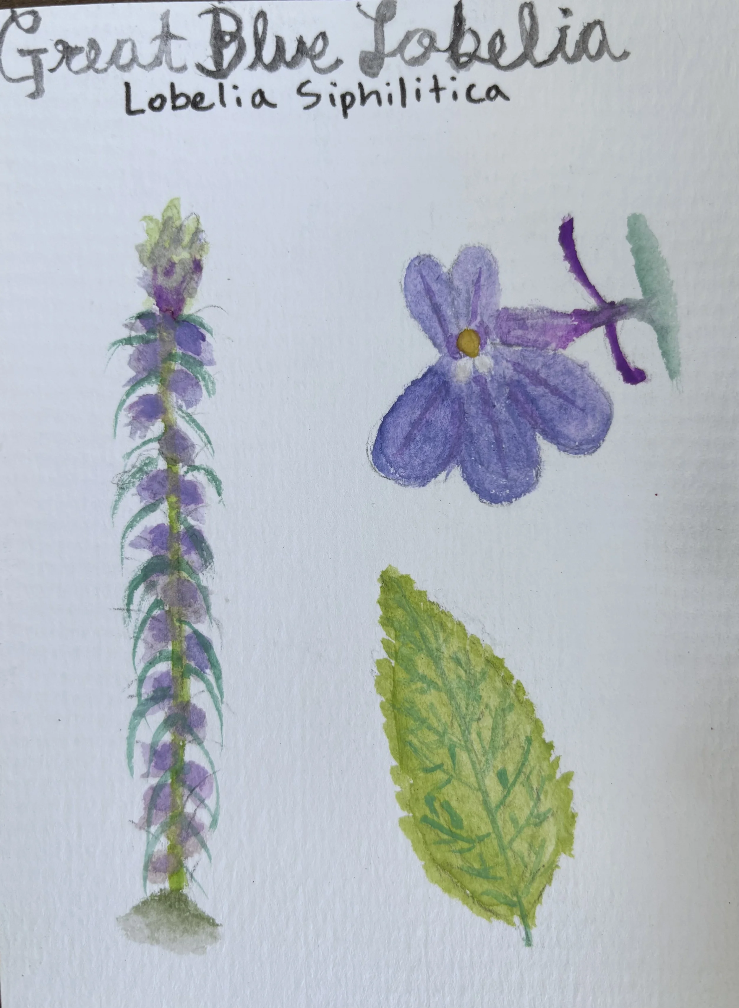 Watercolor sketches of a flowering plant with a vertical spike with purple flowers and a close up of a yellow-tipped flower on the right, with a handwritten note at the top that reads, "Great Blue Lobelia" and "Lobel ia Siphilitica."
