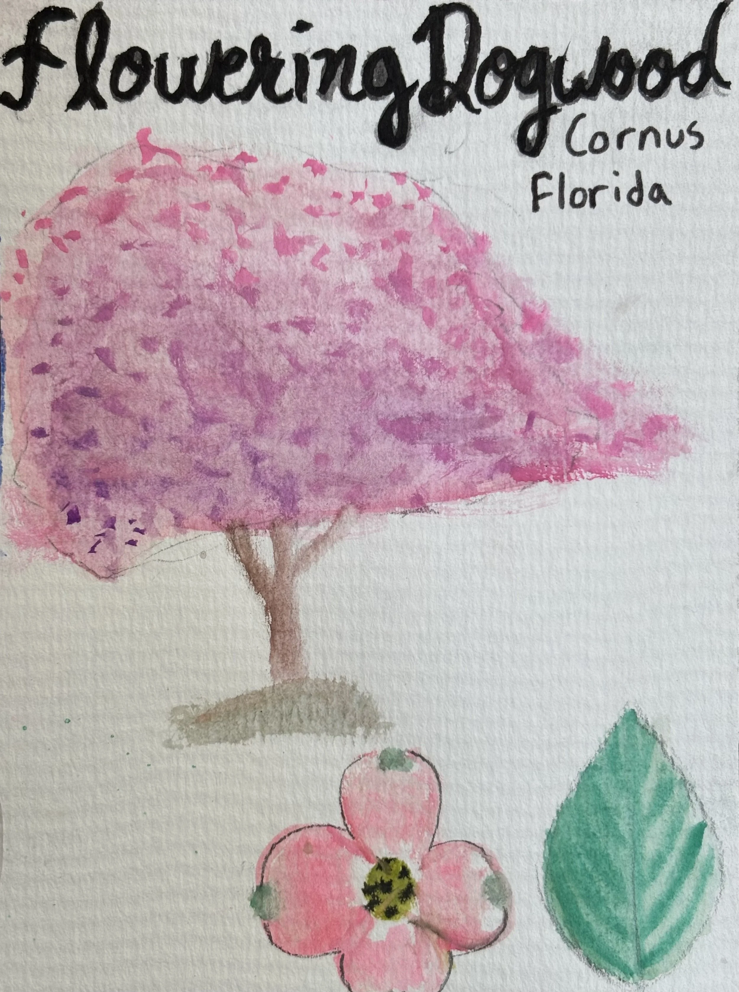 Hand-drawn watercolor illustration of a pink flowering dogwood tree with green leaves, a pink flower with a black and yellow center.