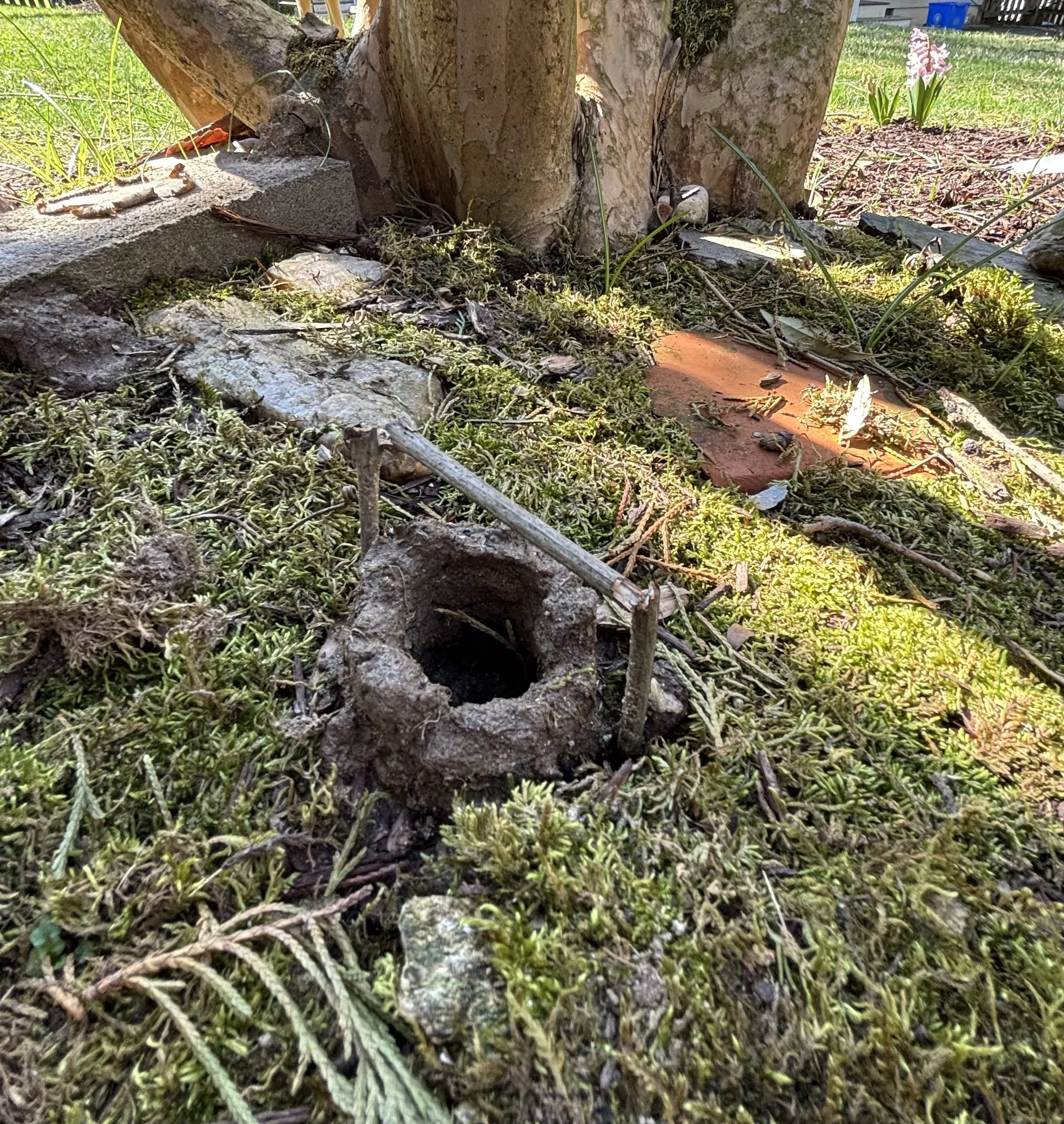 A tree with a hollow at its base, surrounded by grass, moss, leaves, and small plants, with some stones and a brick near the tree trunk.