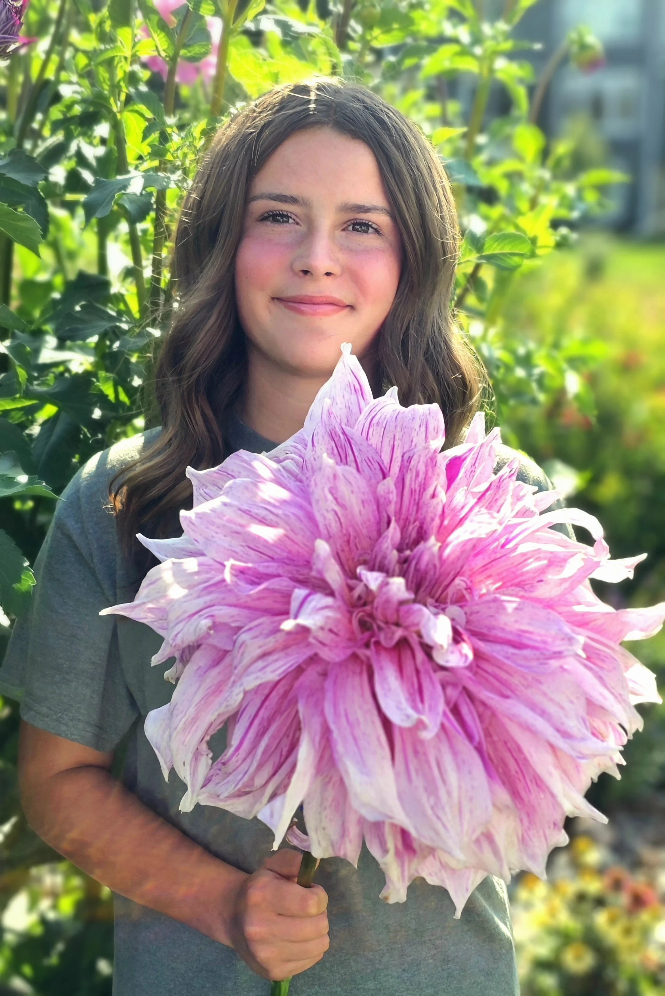 A smiling woman holding a large pink and white dahlia flower outdoors surrounded by green foliage.