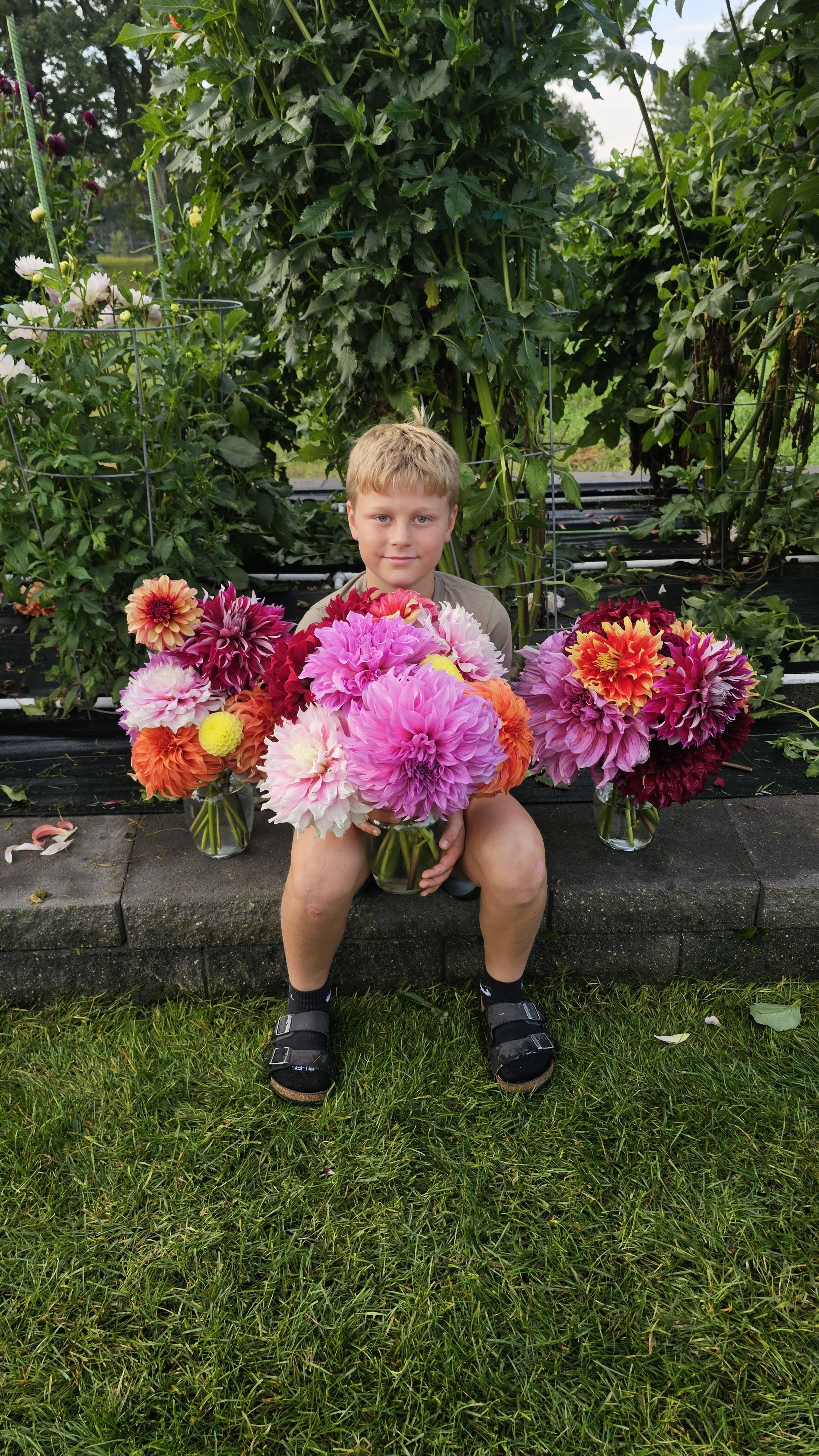 A young boy kneeling on the grass holding a large bouquet of colorful dahlias in front of him. There are additional vases of dahlias on either side, with lush green plants and a garden background behind him.