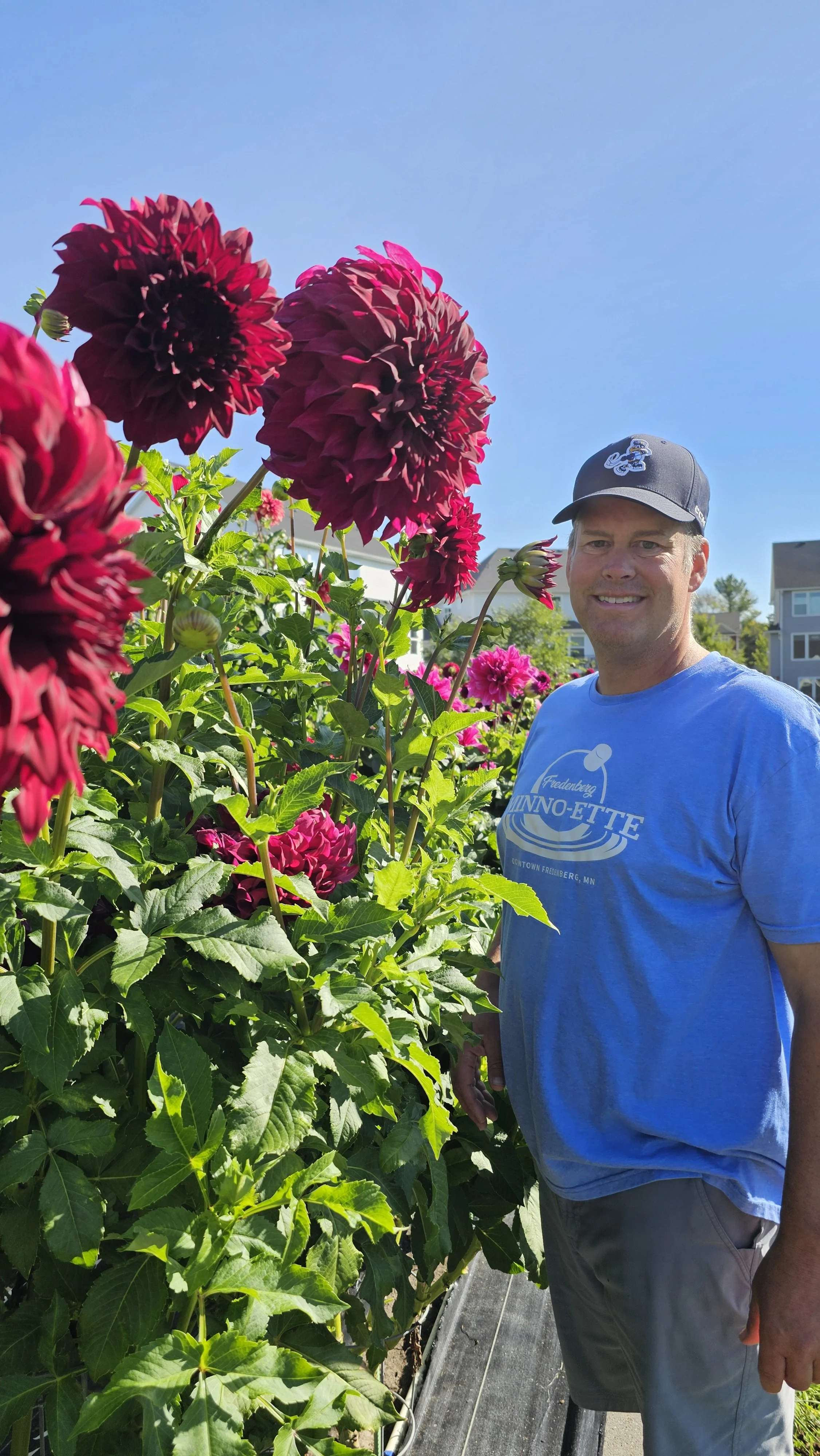 A man smiling in a blue t-shirt and a gray baseball cap standing next to tall dark red and pink dahlias on a sunny day in a garden.