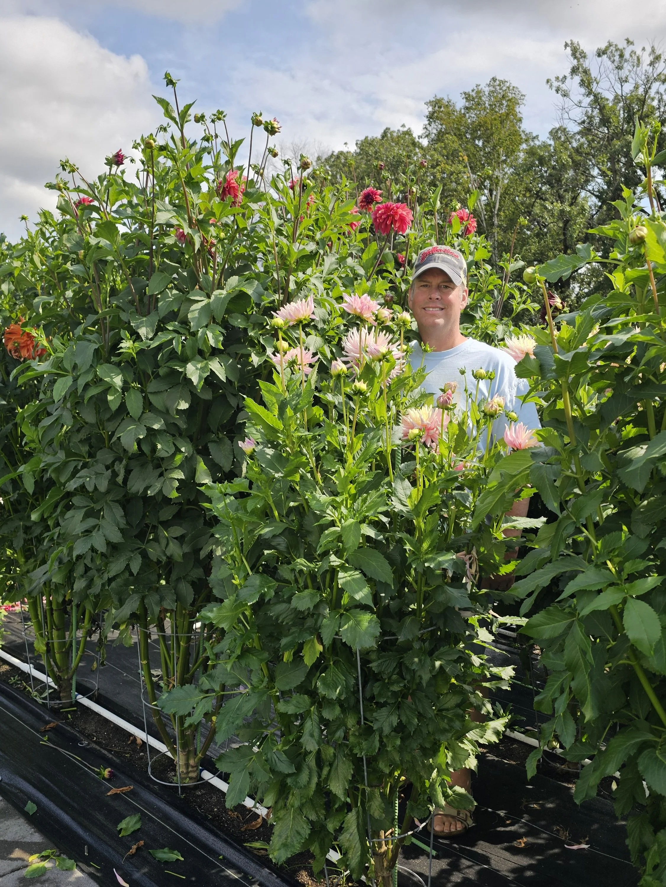 A man standing in a greenhouse among tall blooming dahlias with pink and peach petals, surrounded by green leaves and plants, under a partly cloudy sky.