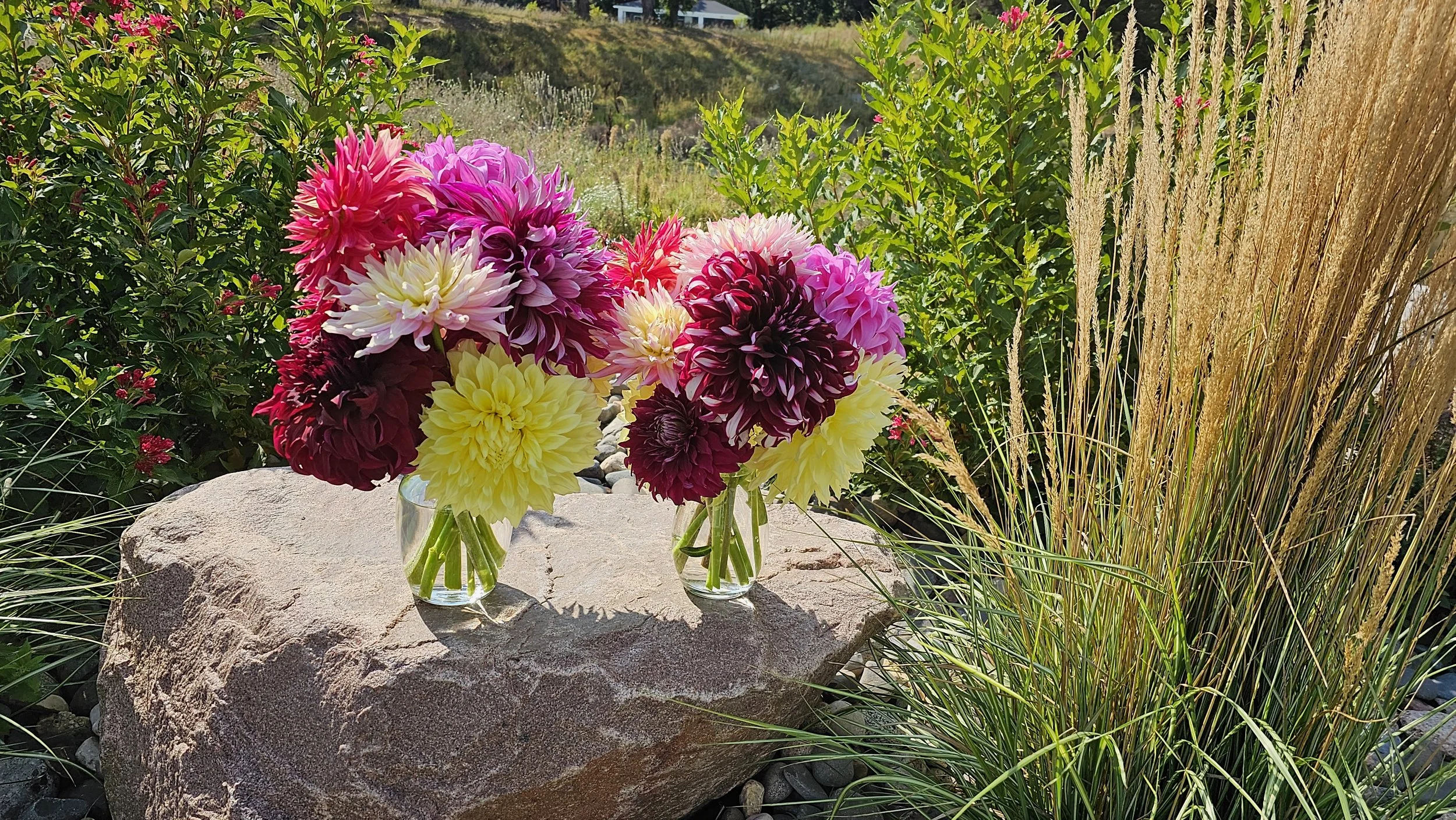 Two vases filled with colorful dahlias placed on a large rock outdoors, with flowering plants and green scenery in the background.