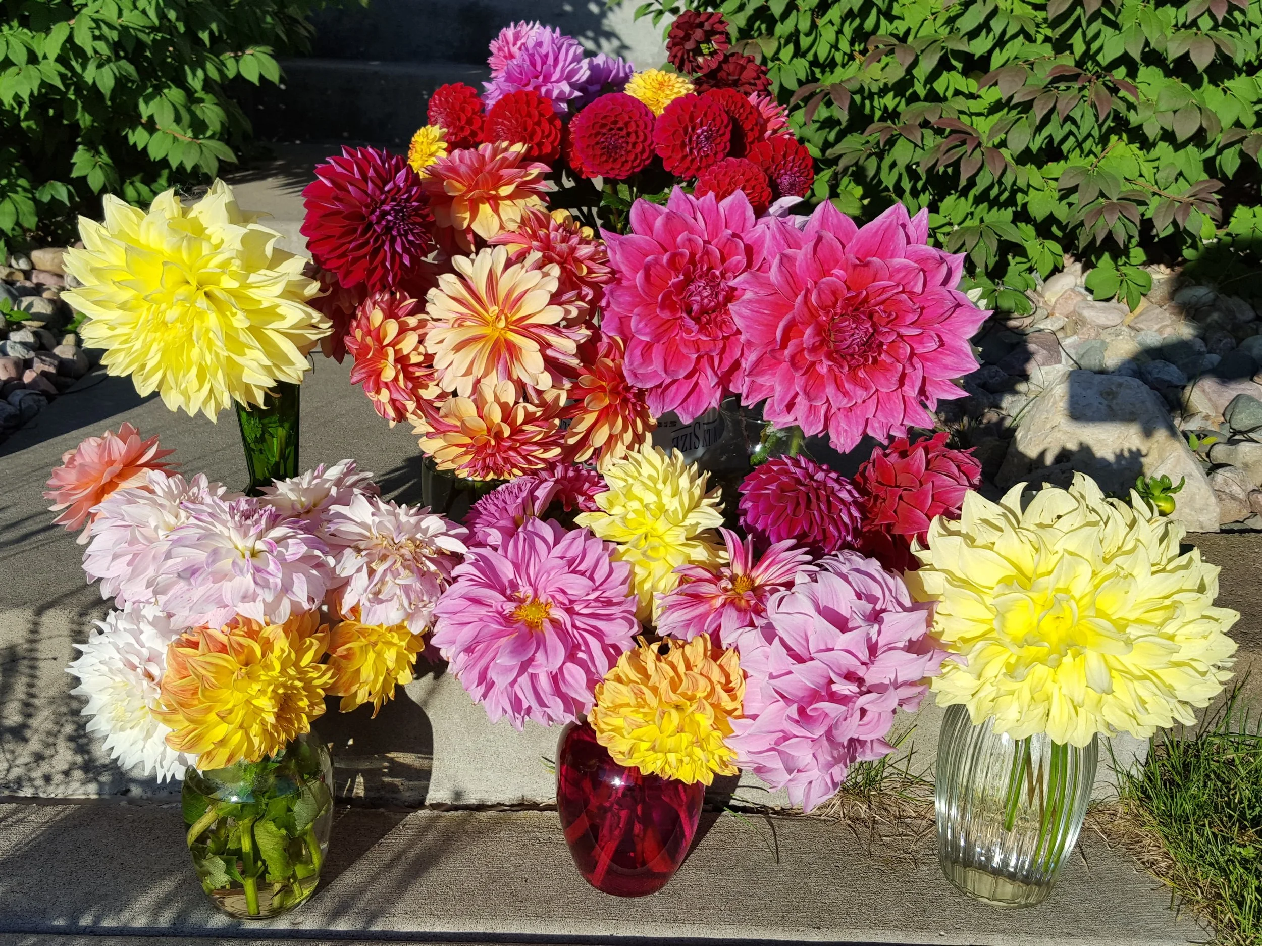 Colorful dahlia flowers in vases, in various shades including yellow, pink, red, orange, and purple, displayed outdoors with greenery and rocks in the background.
