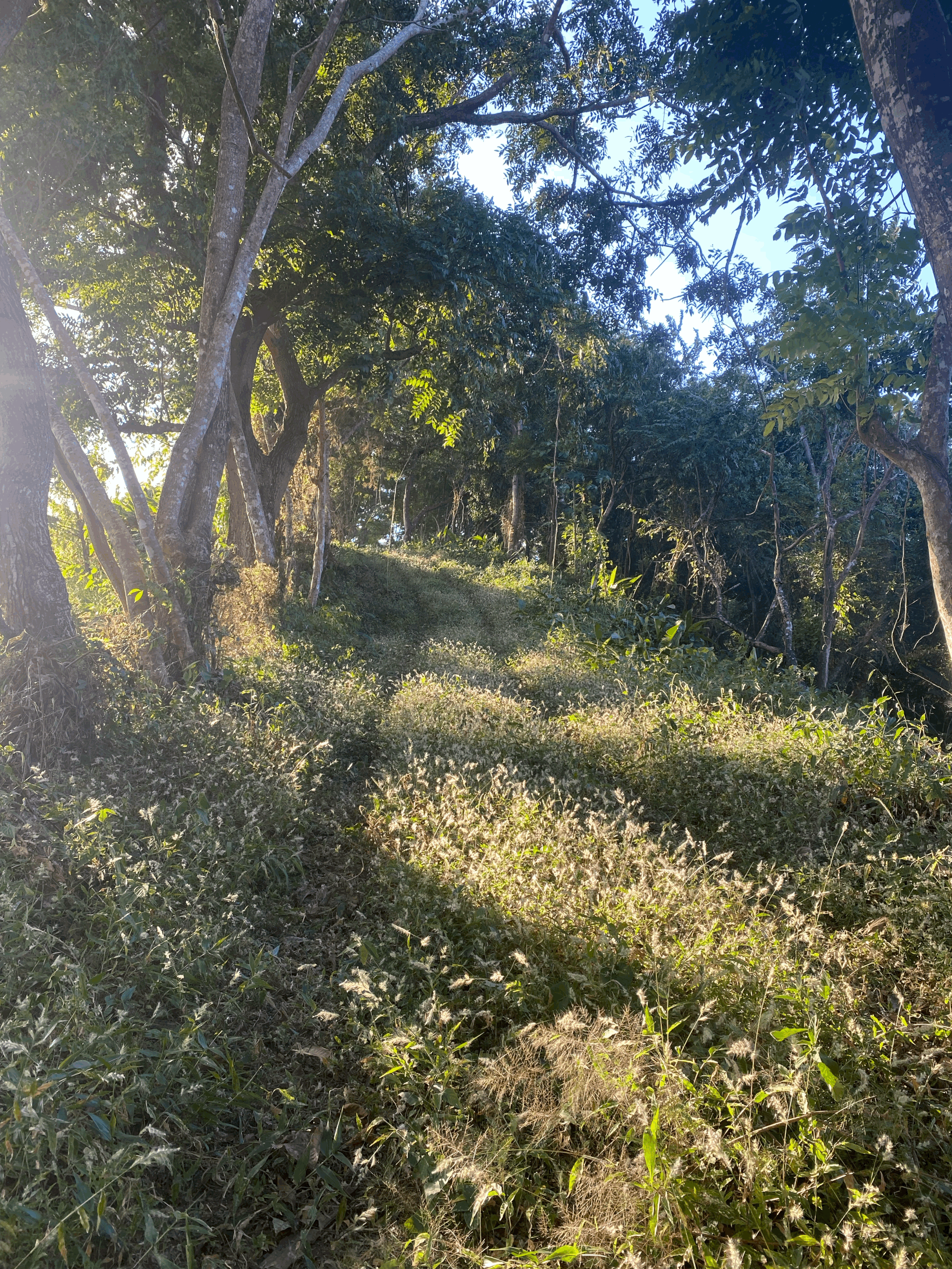 tempImage0rhs69.gif