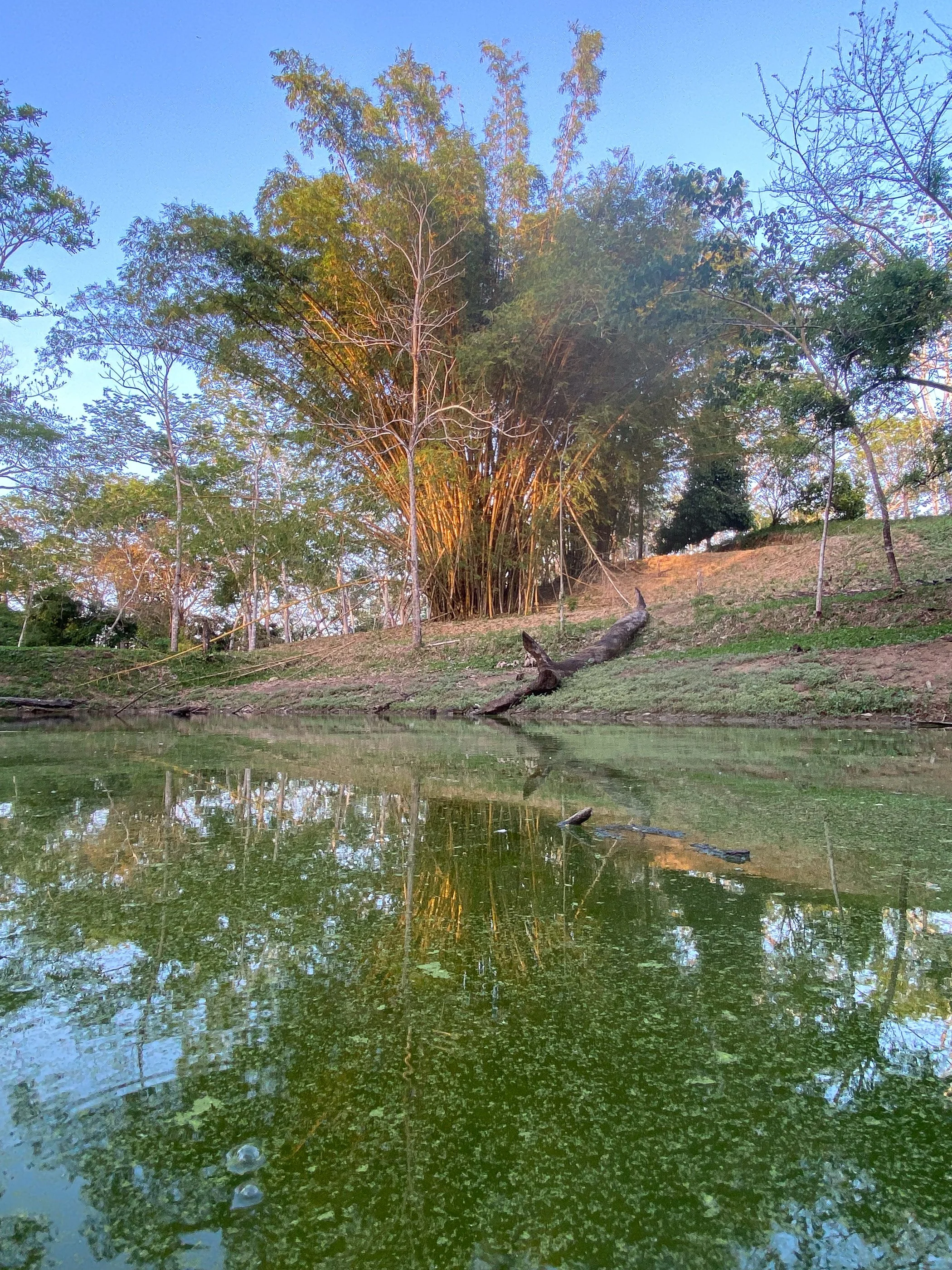 Pond view.jpg