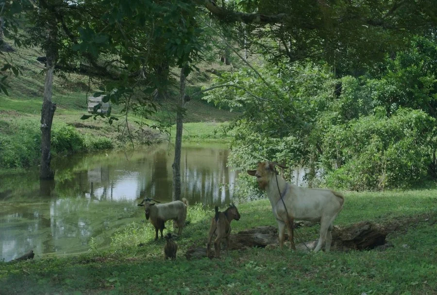 “FARM LIVING: Trail & River Clean, Water Testing, Bathing and Playing at Lajas Cascada”