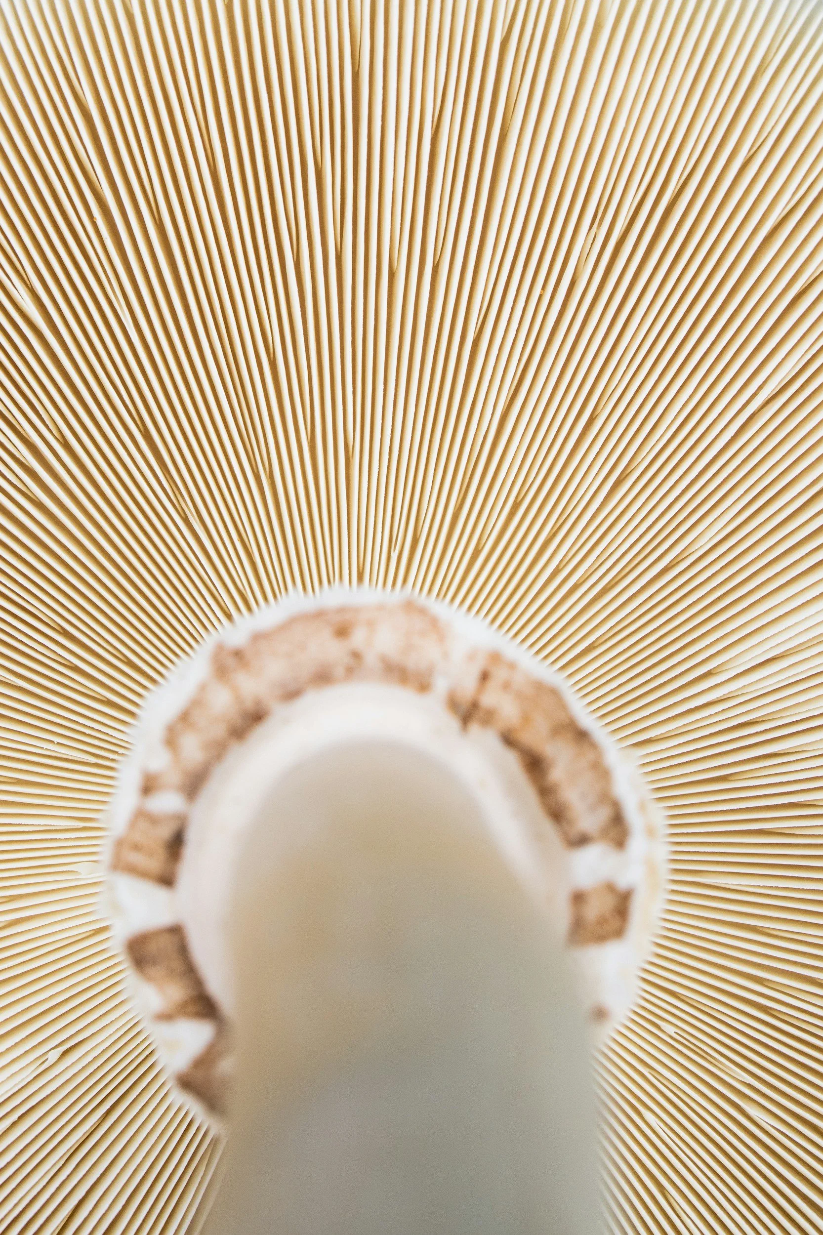 Close-up view of the inside of a light-colored, ribbed ceramic or porcelain object, such as a vase or decorative container, with a circular opening at the bottom center.