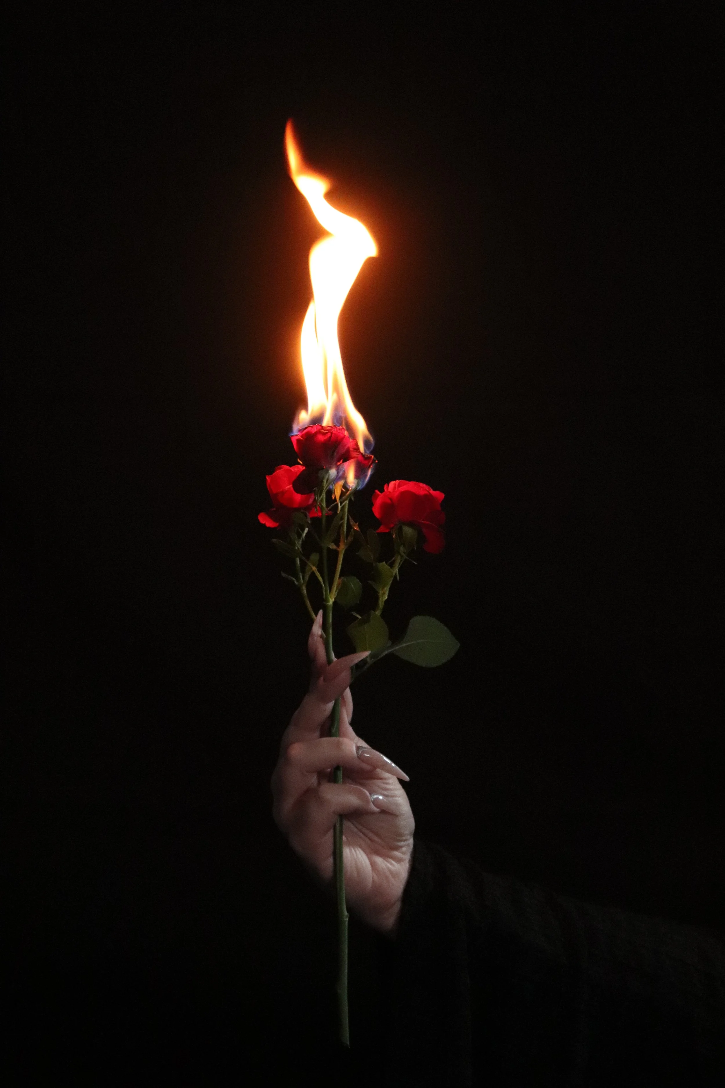 A hand holding a bouquet of red flowers with a flame burning above them against a dark background.