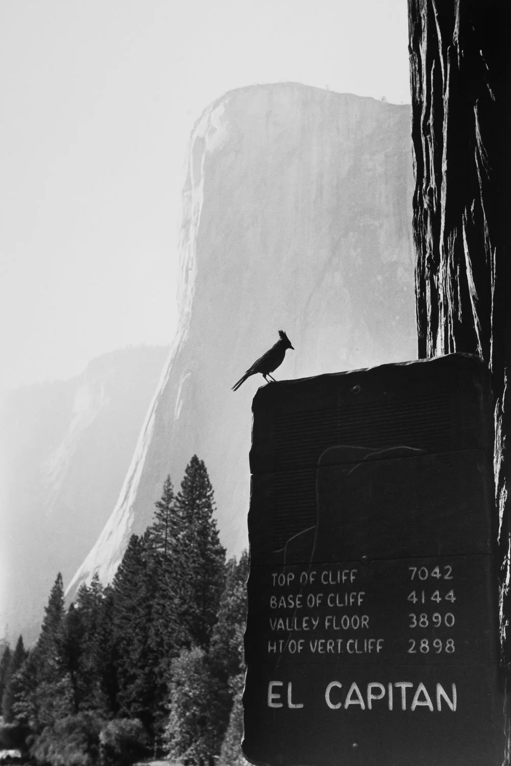 STELLER’S JAY | 1960