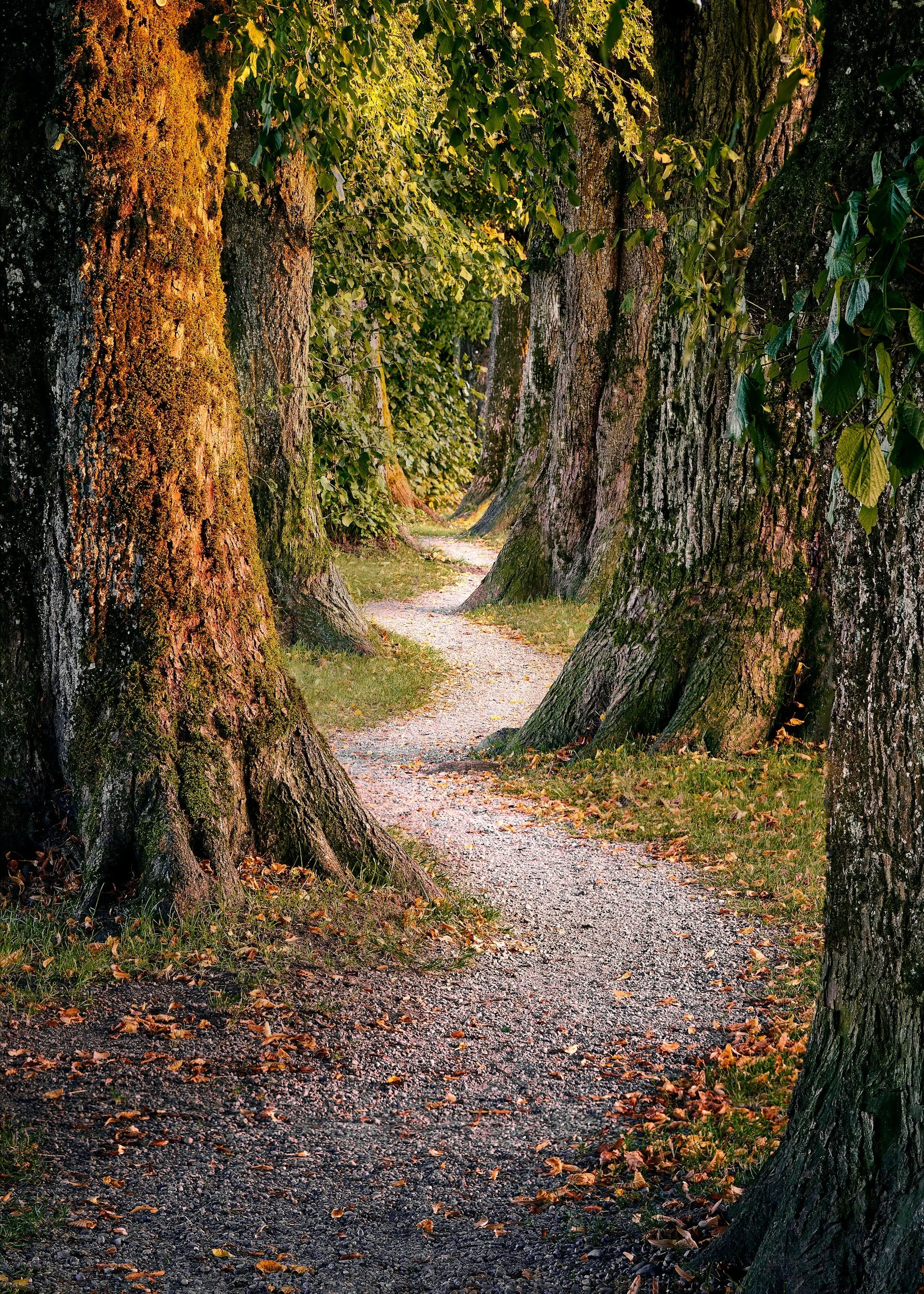 A pathway lined with large trees on either side, with leaves scattered on the ground and sunlight filtering through the foliage.