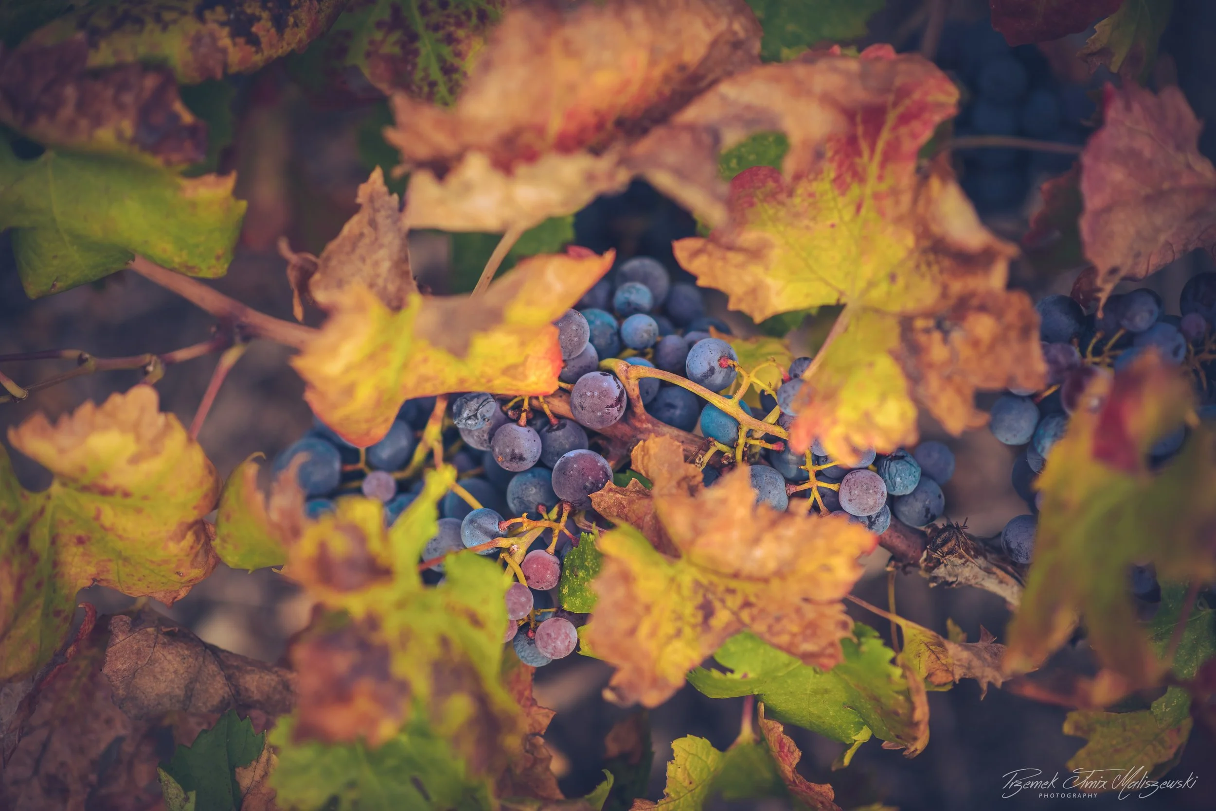 _JMX7619.jpg