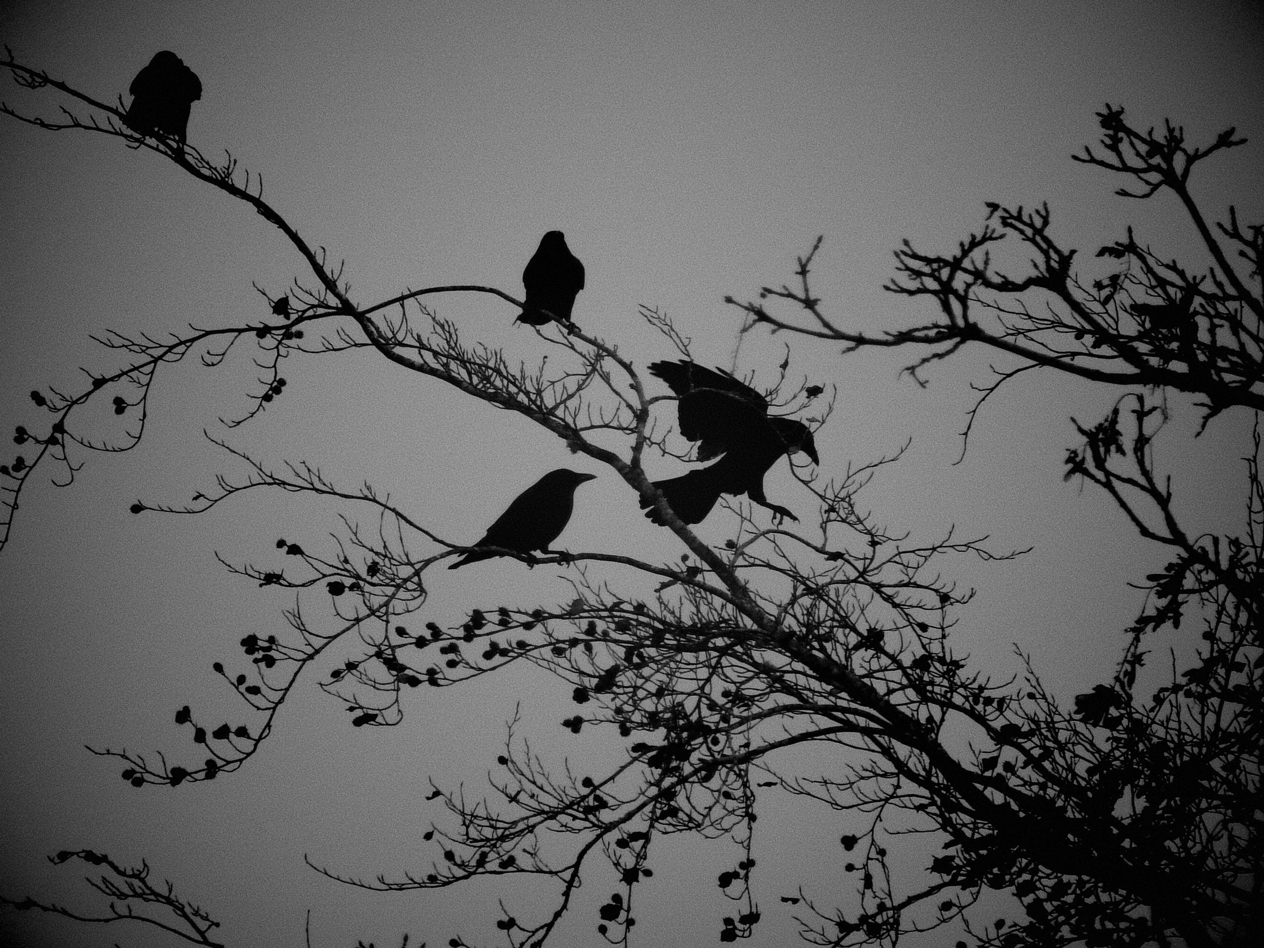 The Dance of the Crows.jpg