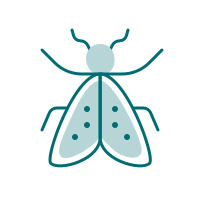 Tegnet insekt, muligens en flue