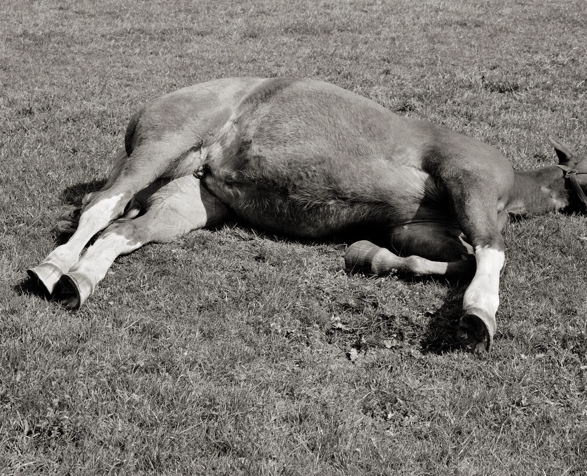 Horse, Sint-Niklaas, 2016