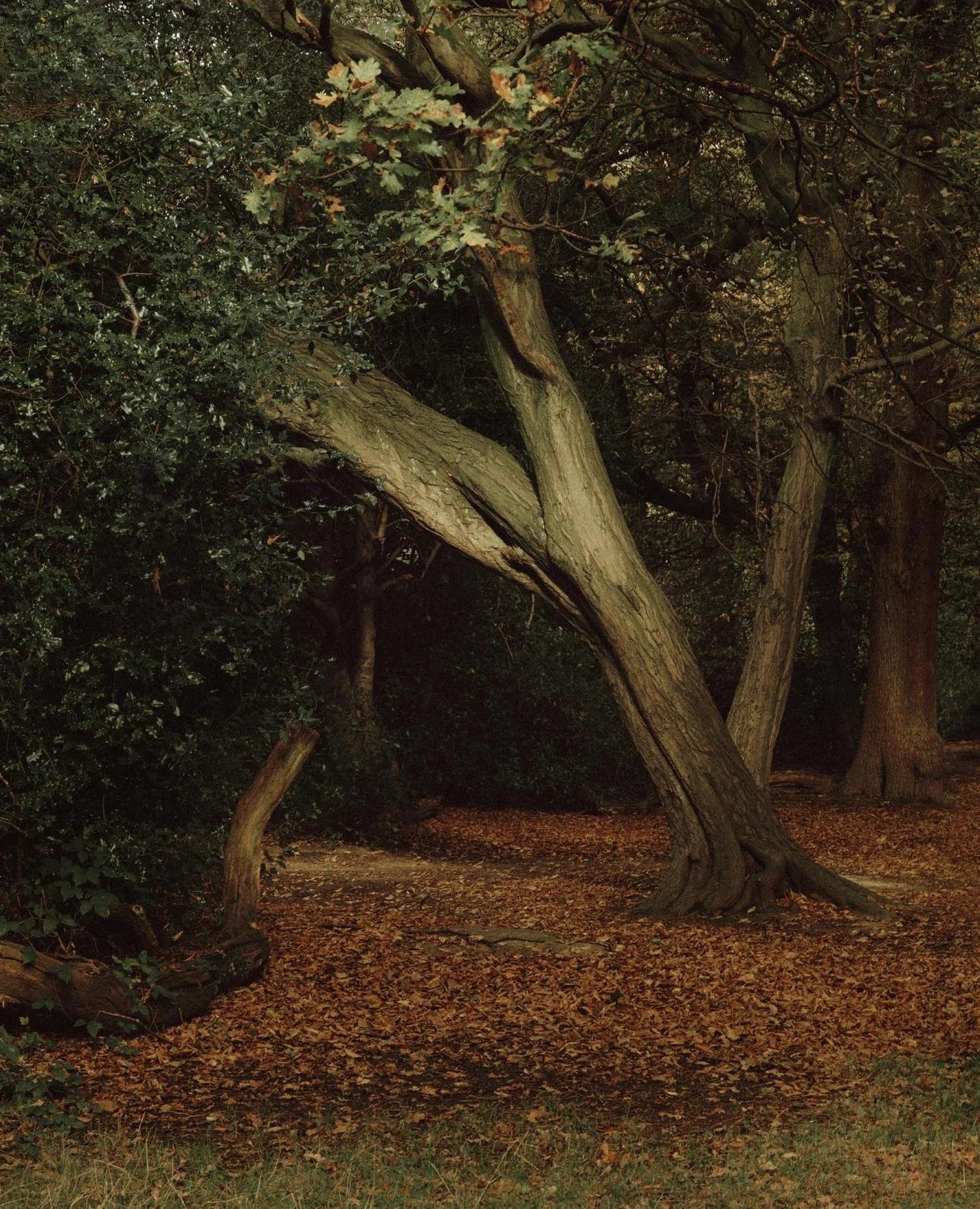 Highgate Woods, 2014