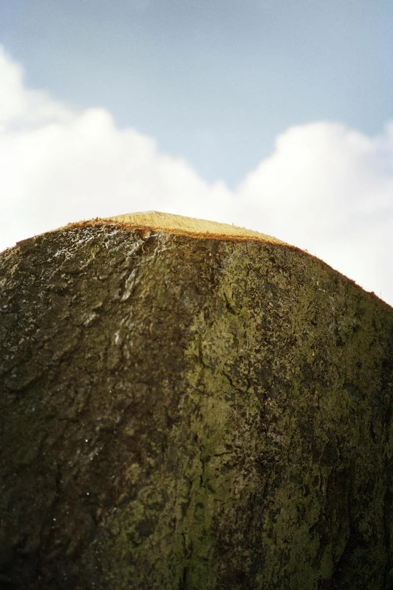 Decapitated Tree, Stroud Green, 2015