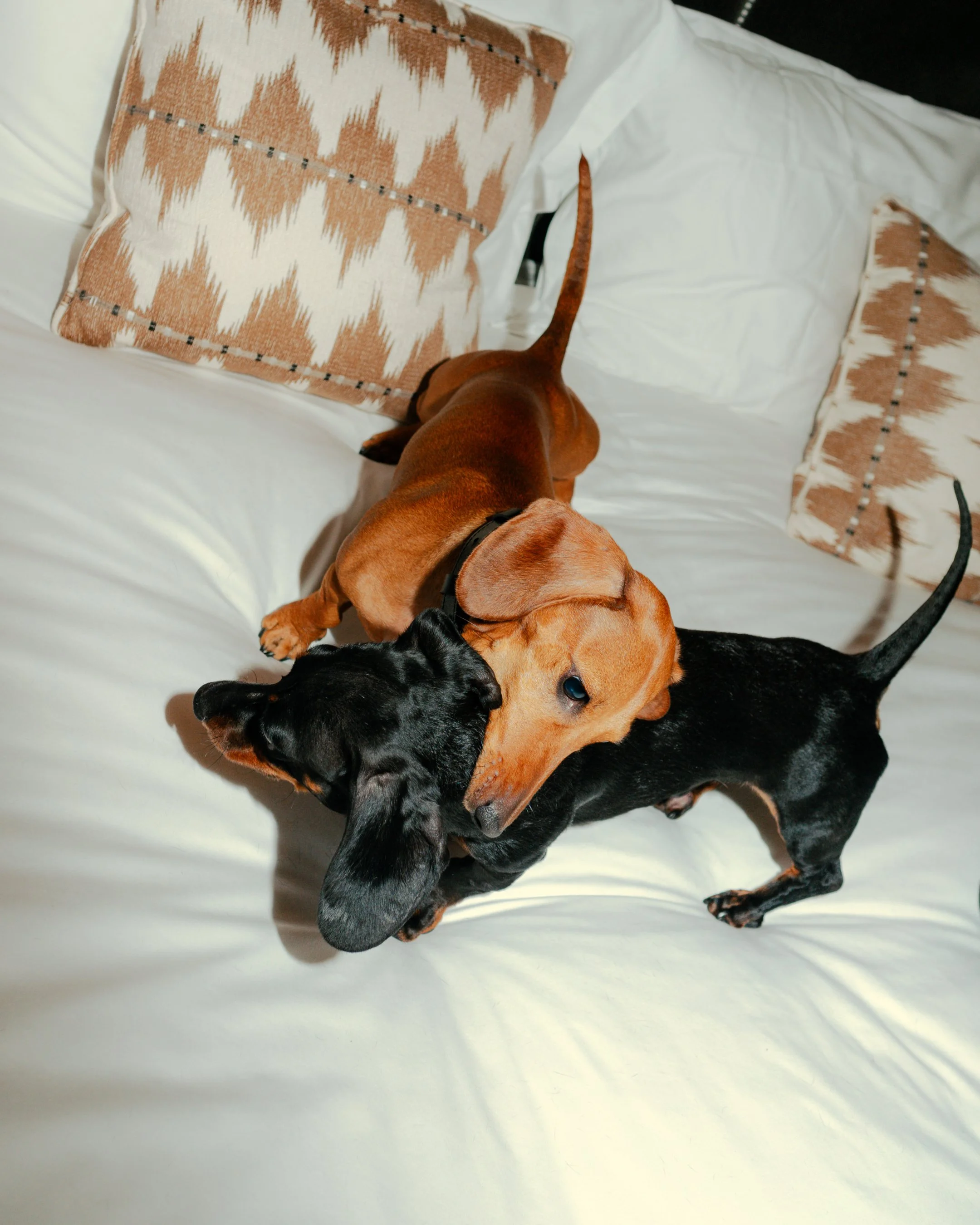 Copia di DSC02476.jpg