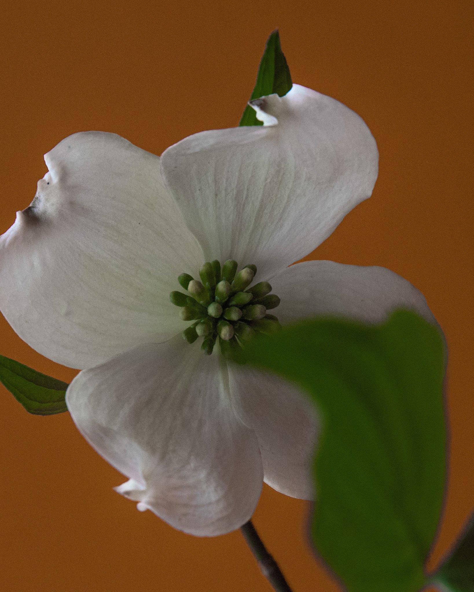 Close-up of a white flower with green leaves and a brown background.
