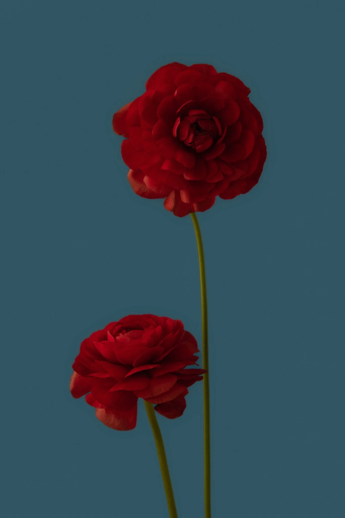 Two red flowers with green stems against a blue background.