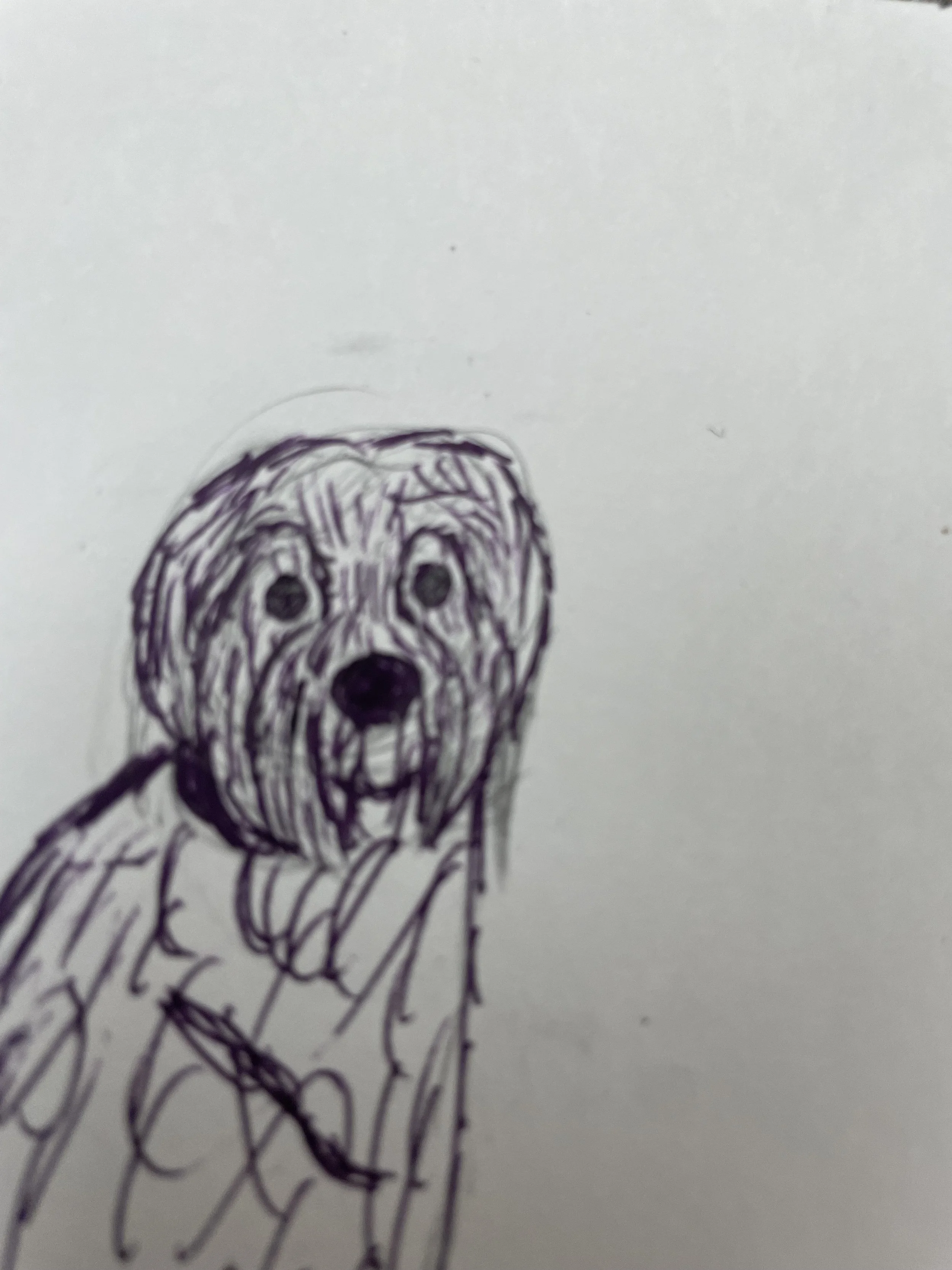 Labradoodle (It's a pun):

Doodle of a Labradoodle