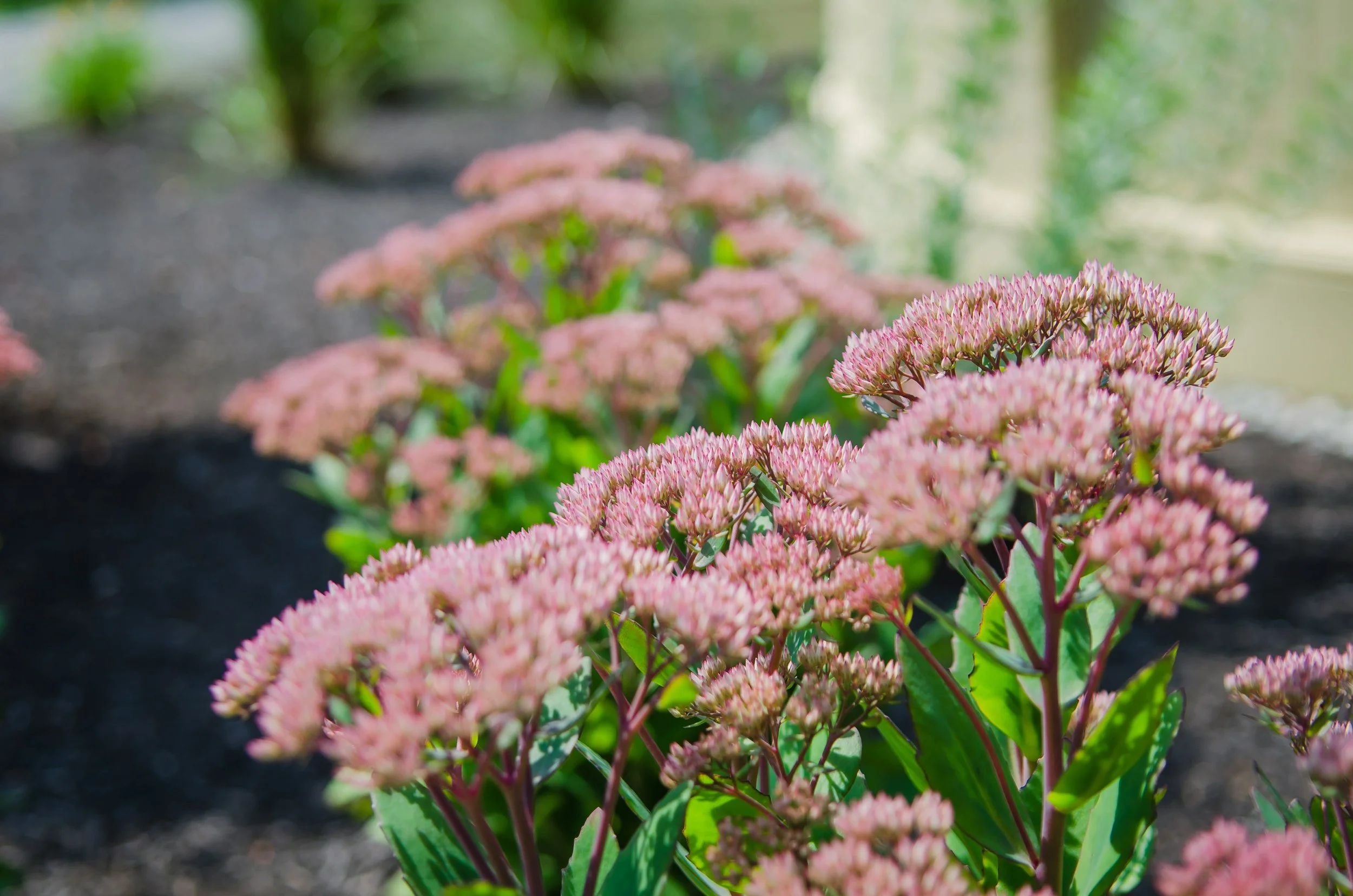 Pink flowers blooming in a garden with green leaves and a blurred background.