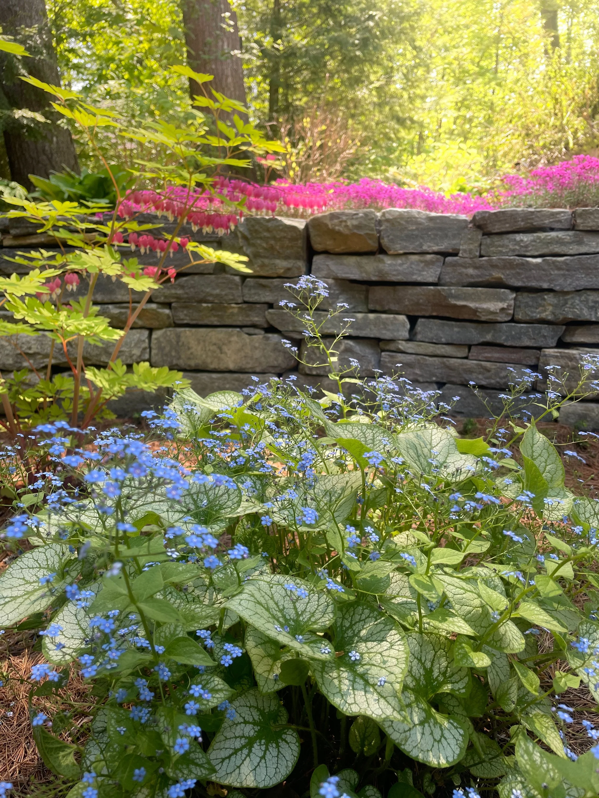 A garden scene with various plants and flowers, including small blue flowers in the foreground, green leaves with a variegated pattern, and a stone wall in the background, surrounded by sunlight filtering through the trees.