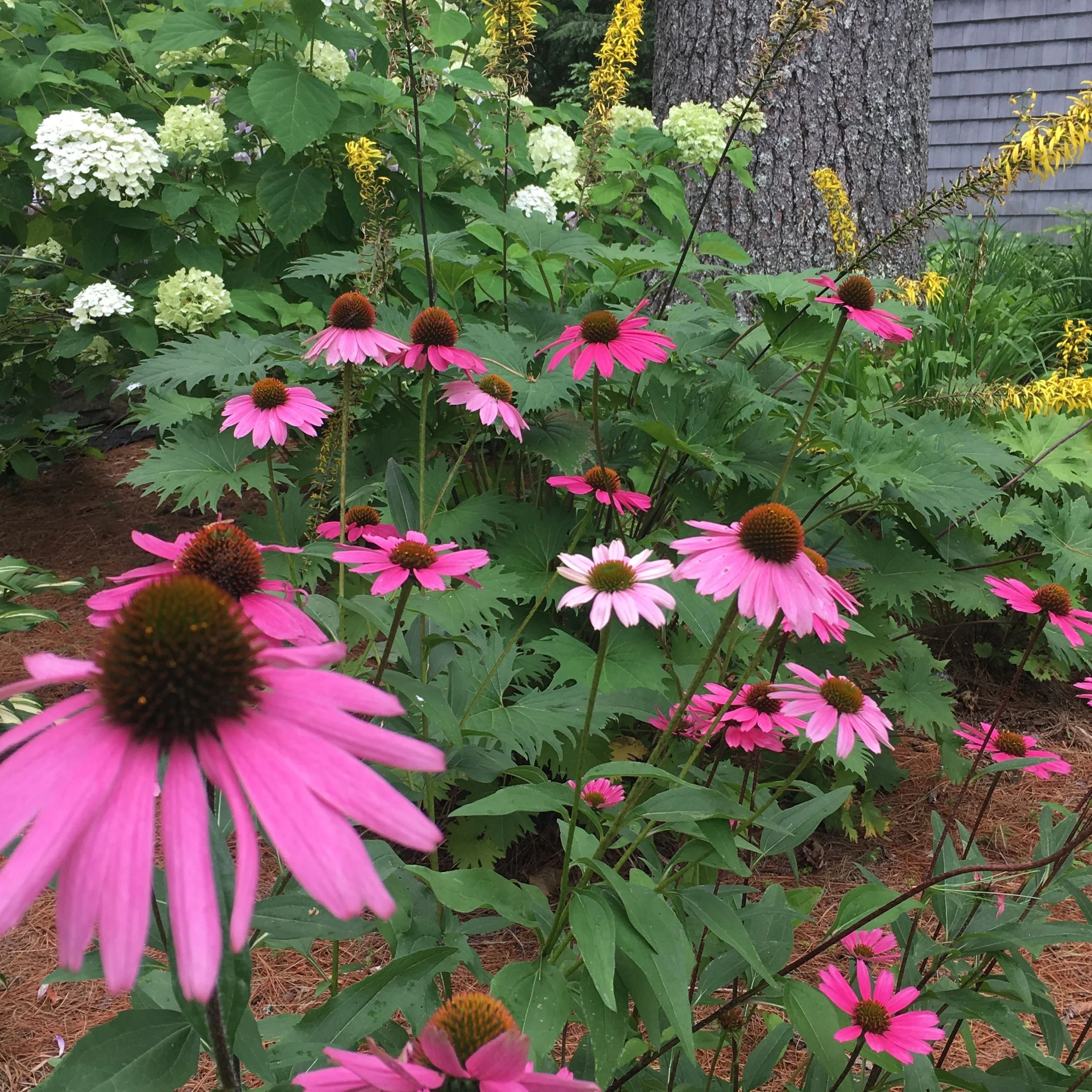 Pink flowers growing in a garden with green leaves, white hydrangeas, yellow flowers, and a tree trunk with bark, in front of a house with gray siding.