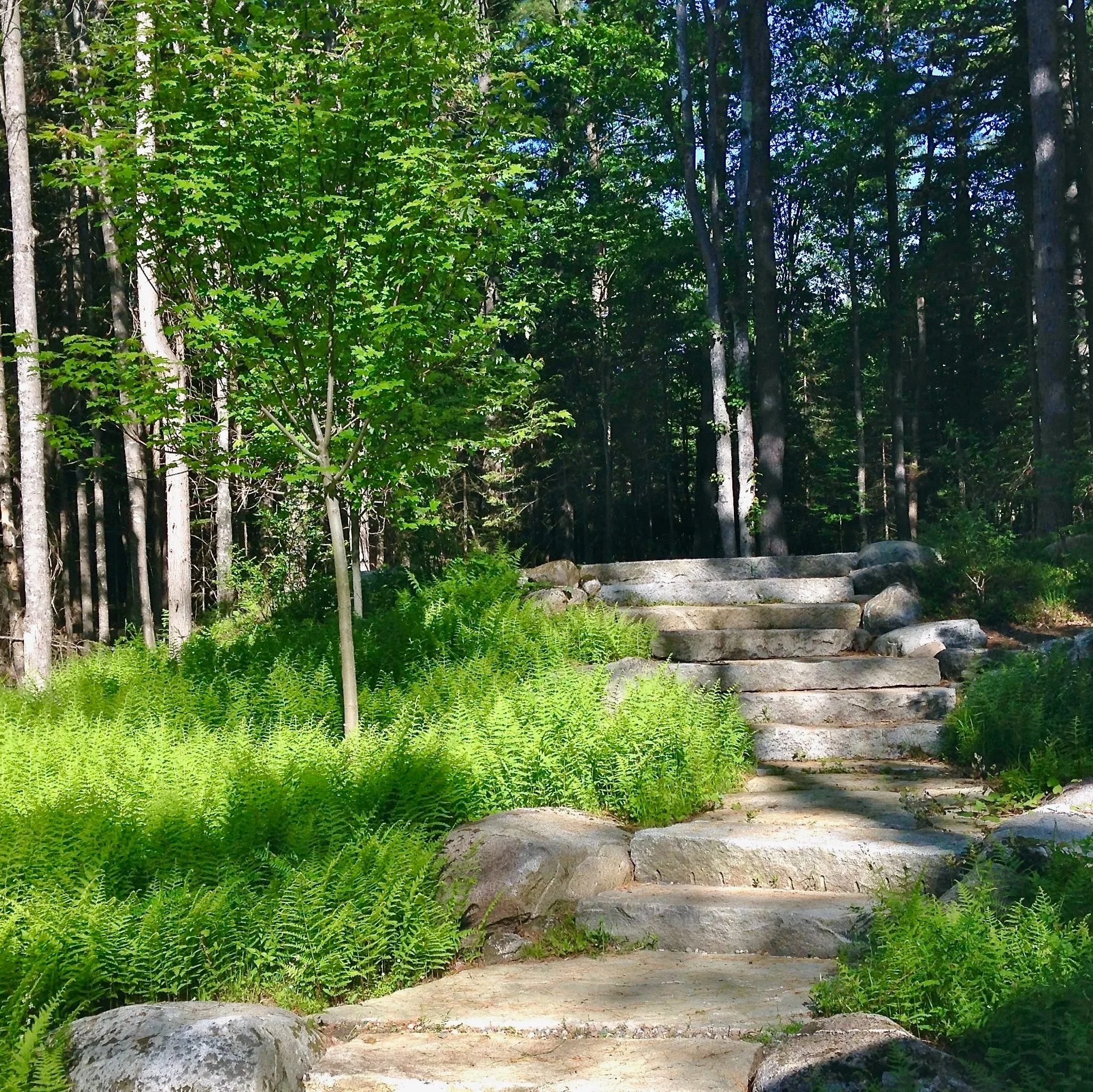 Stone steps in a forested area next to some rocks and green foliage.
