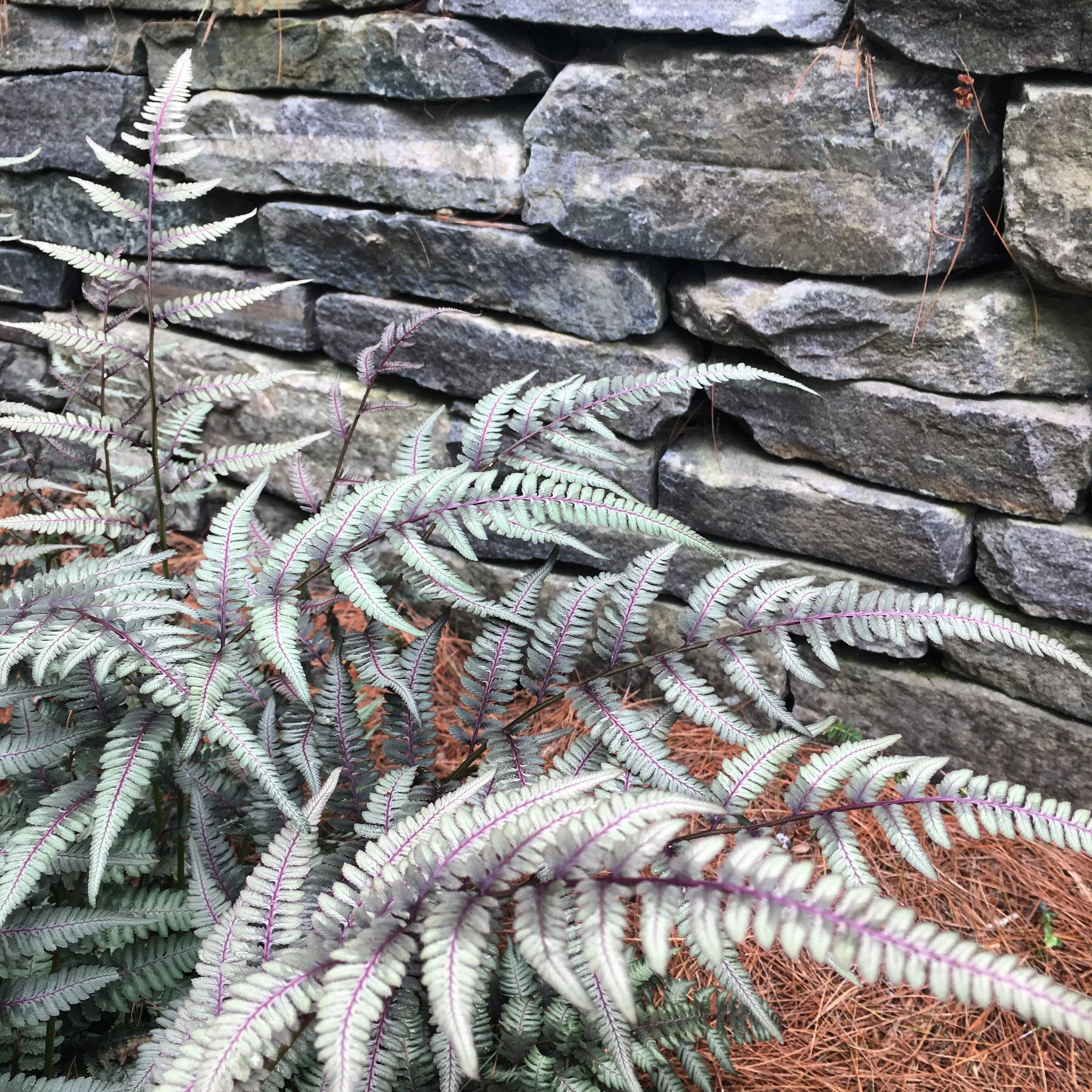 Close-up of a stone wall with ferns and pine needles in front.