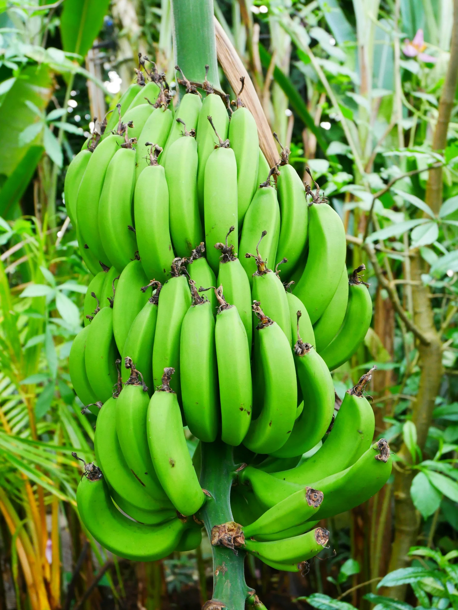 A bunch of green bananas hanging on a banana plant in a lush garden.