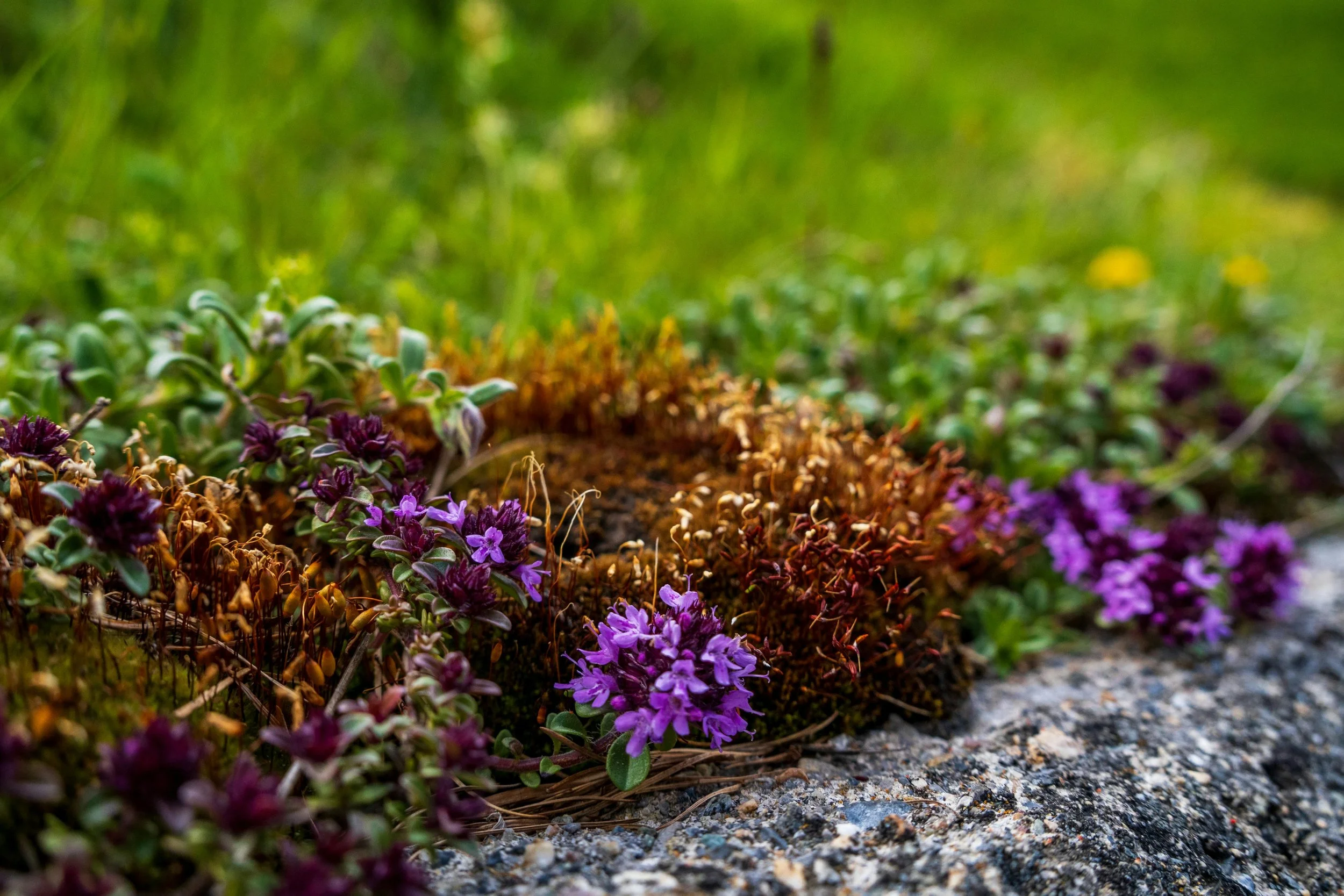 The Ground Cover Replacing Grass In Boise Yards (And It Smells Amazing)