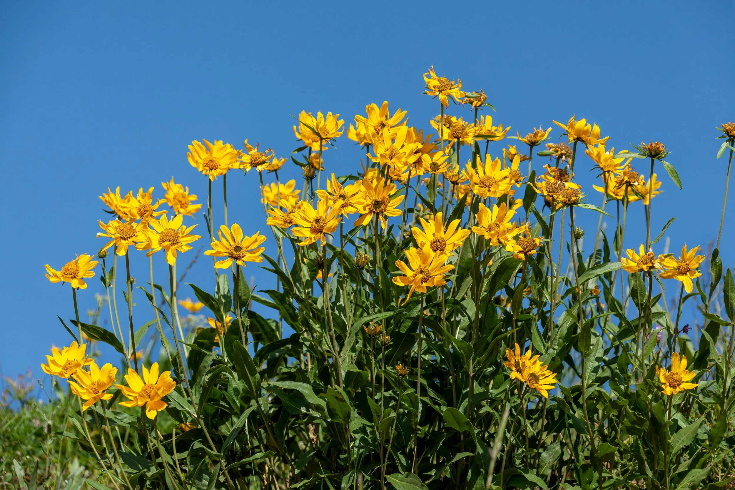 5 Native Plants That Thrive In The High Desert (And Actually Look Beautiful)