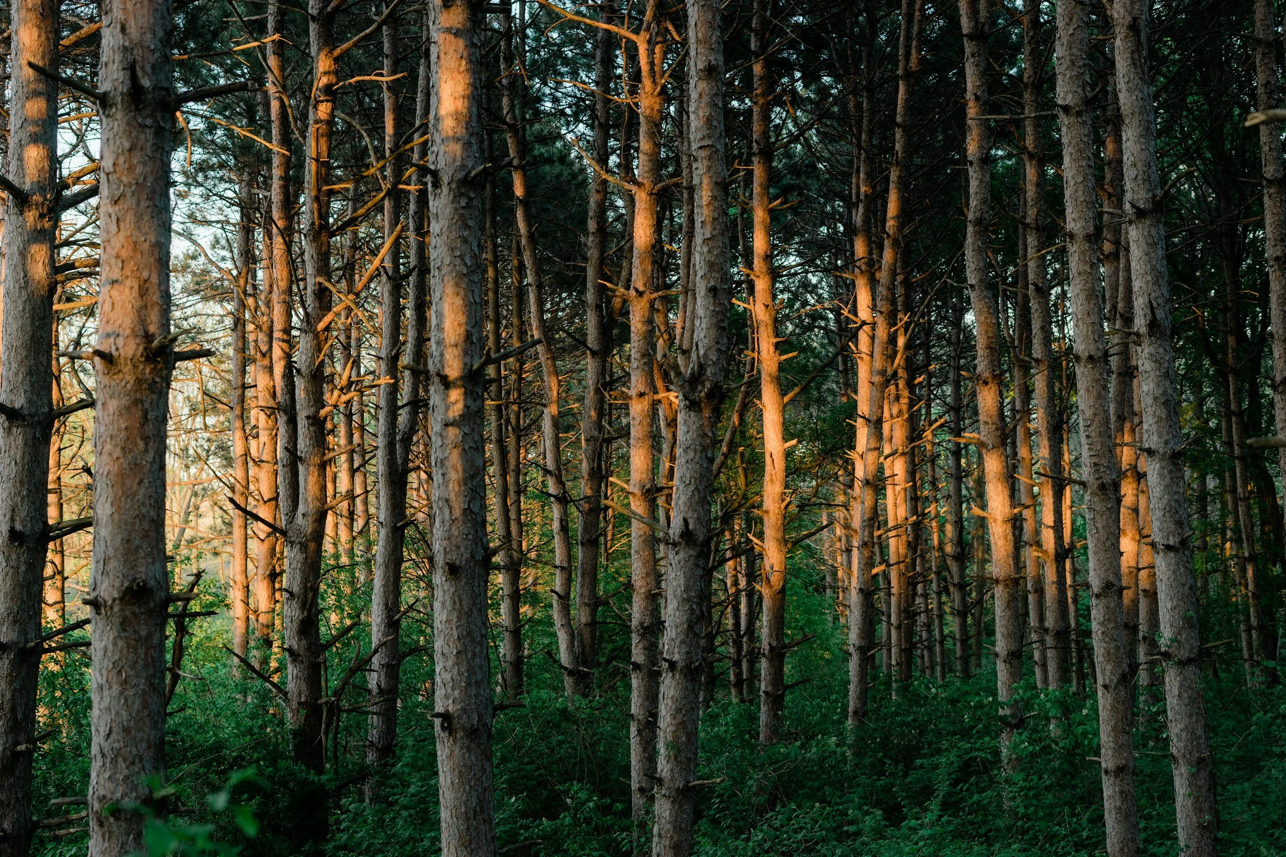 A dense forest of tall pine trees with sunlight shining on their trunks and dark green foliage in the background.