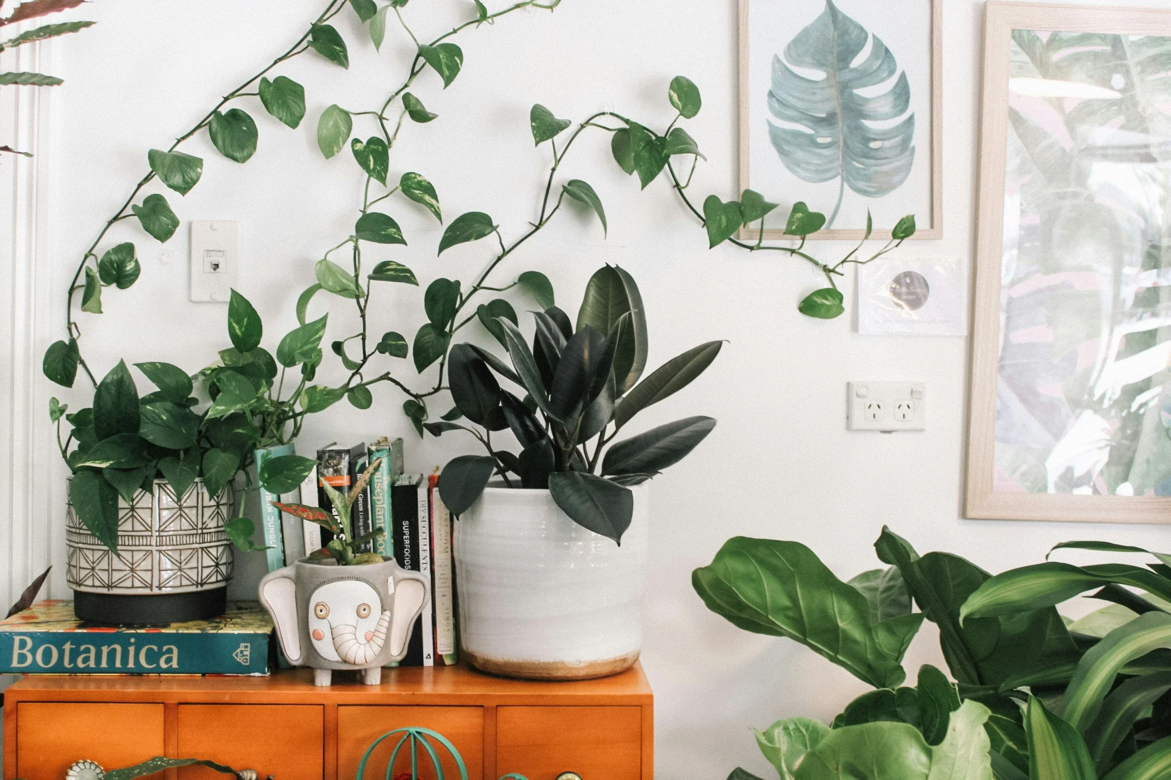 Indoor scene featuring green houseplants on a wooden surface with framed botanical art and books on the background wall.