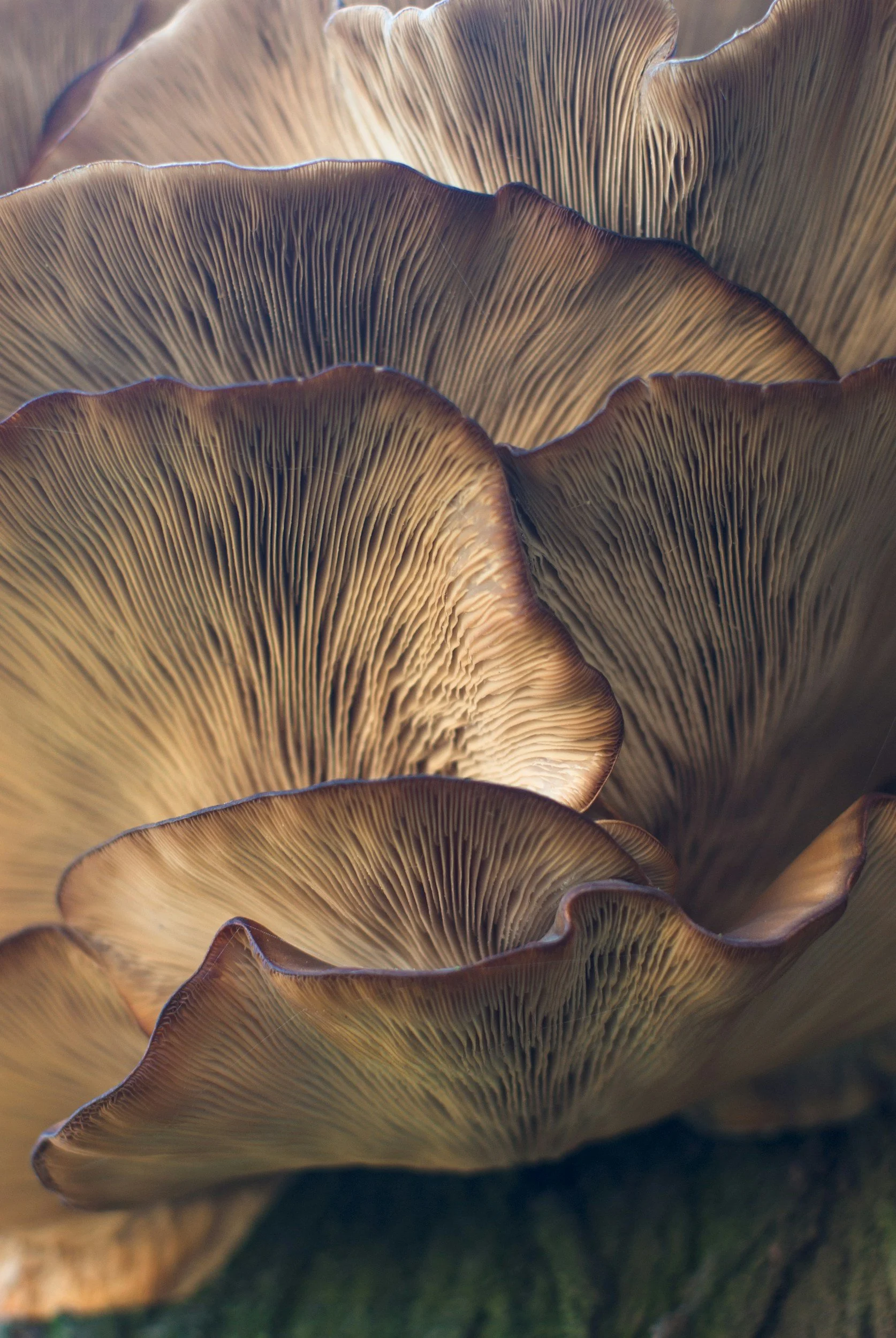 Close-up of overlapping mushroom gills with detailed textures and curved edges.