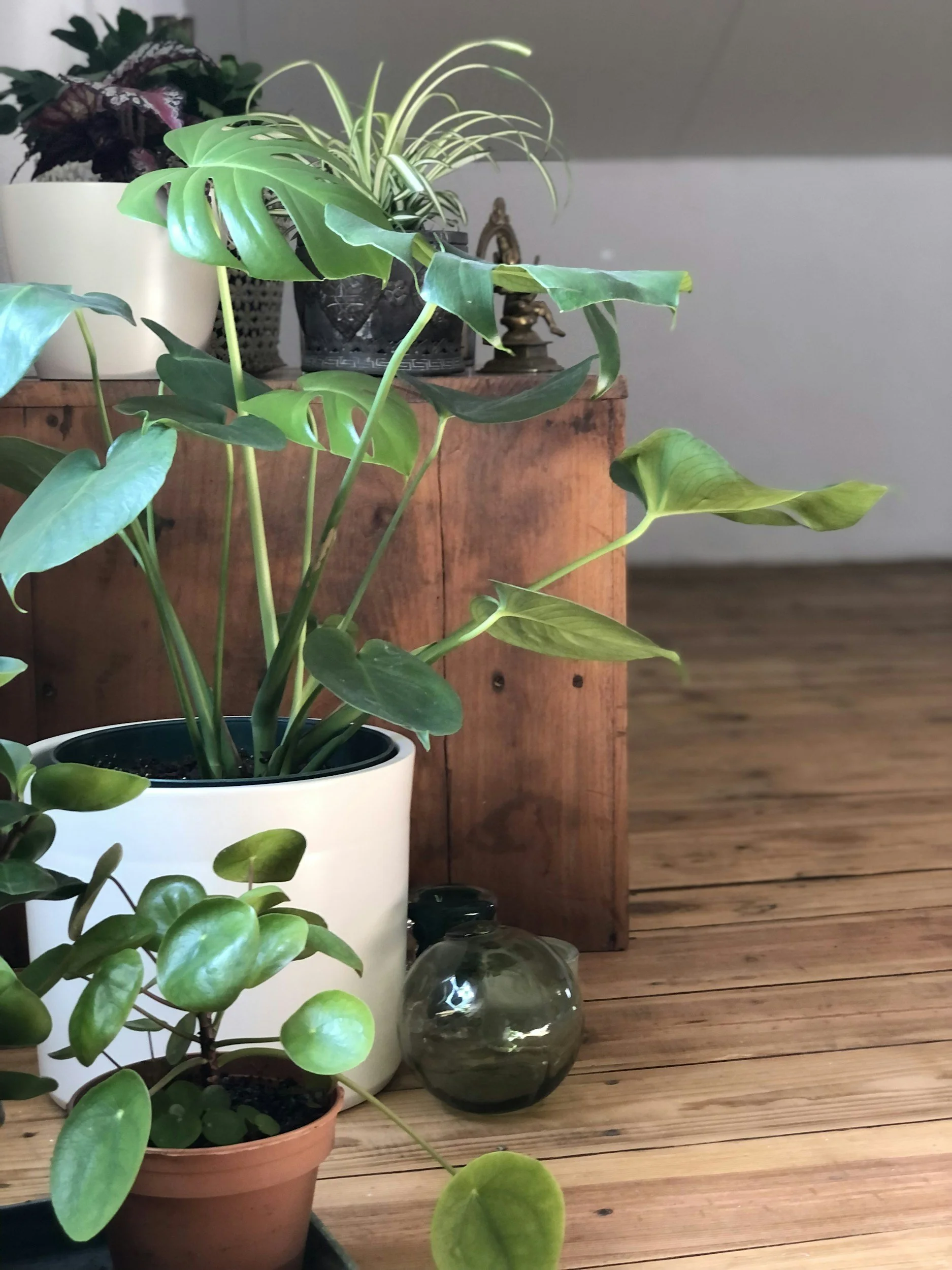 Various potted houseplants on a wooden surface, with a small decorative statue in the background.
