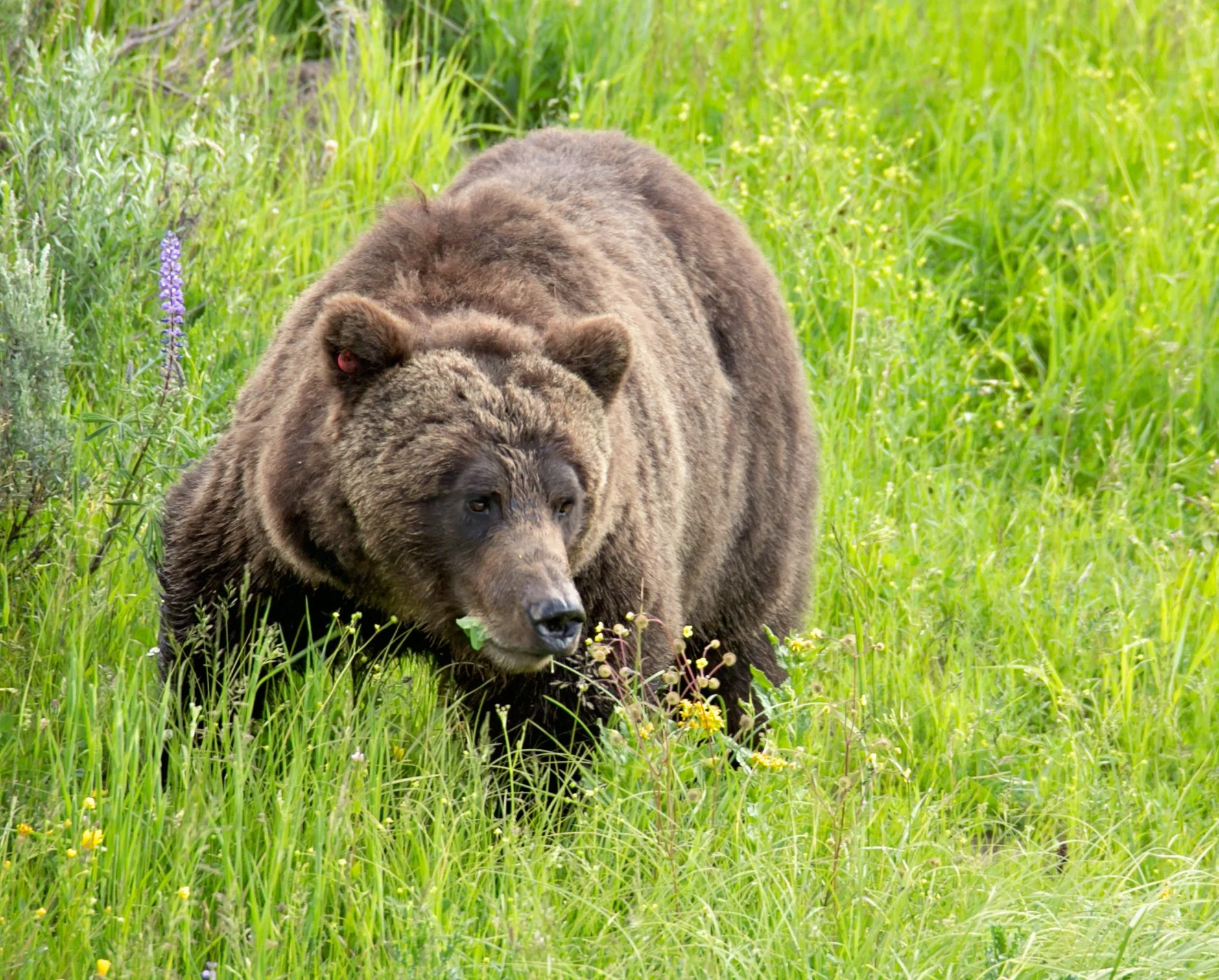 A brown bear walking through a lush green meadow with yellow and purple wildflowers.