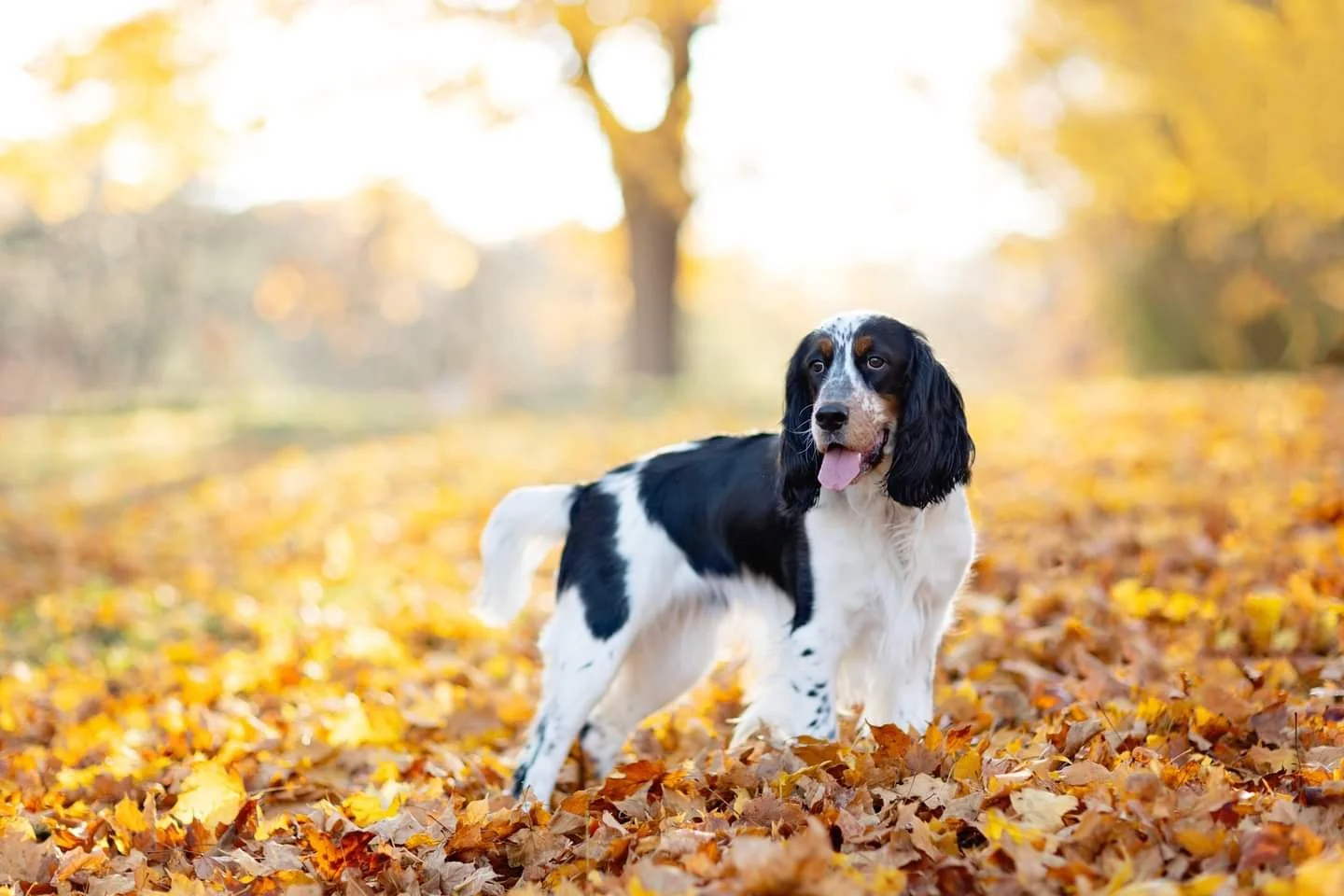 English Springer Spaniel dog standing among autumn leaves in a park with a tree and sunlight in the background.