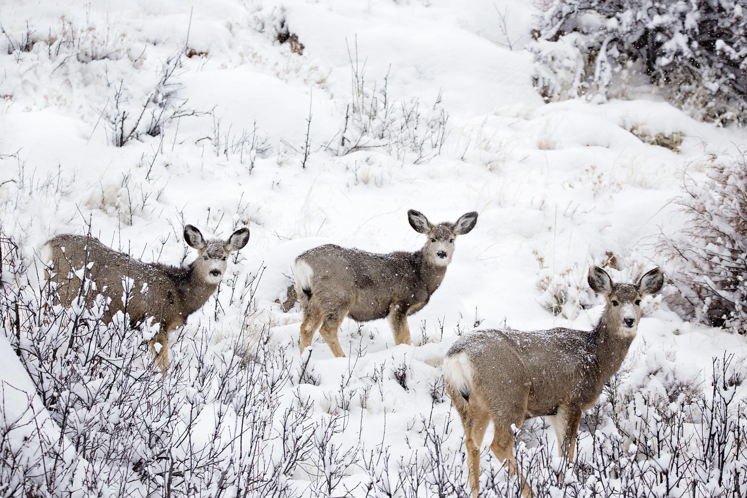 Three deer standing in a snowy landscape with bare bushes and snow-covered trees in the background.