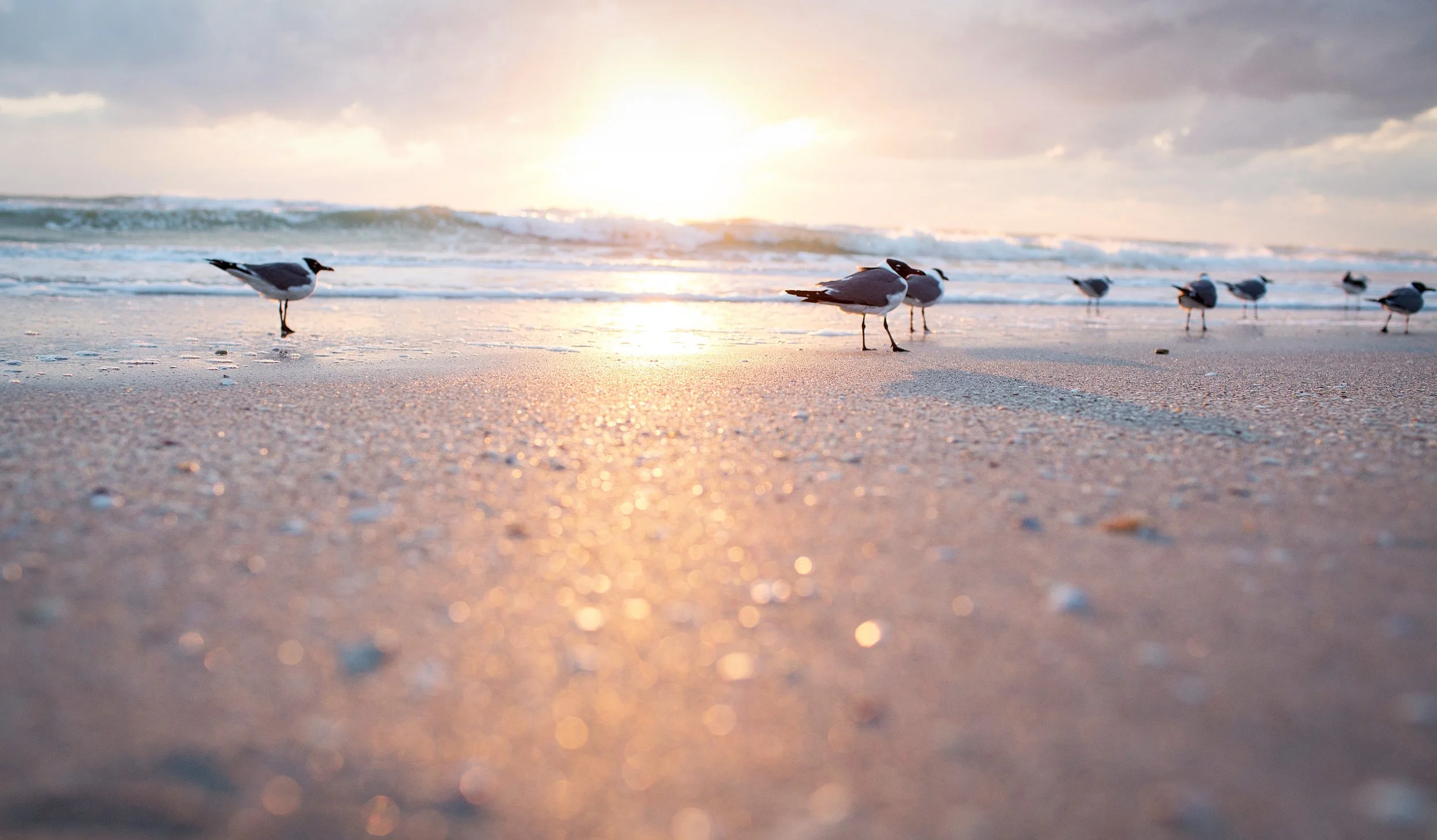 Seagulls standing on the sand at the beach during sunset with ocean waves in the background.
