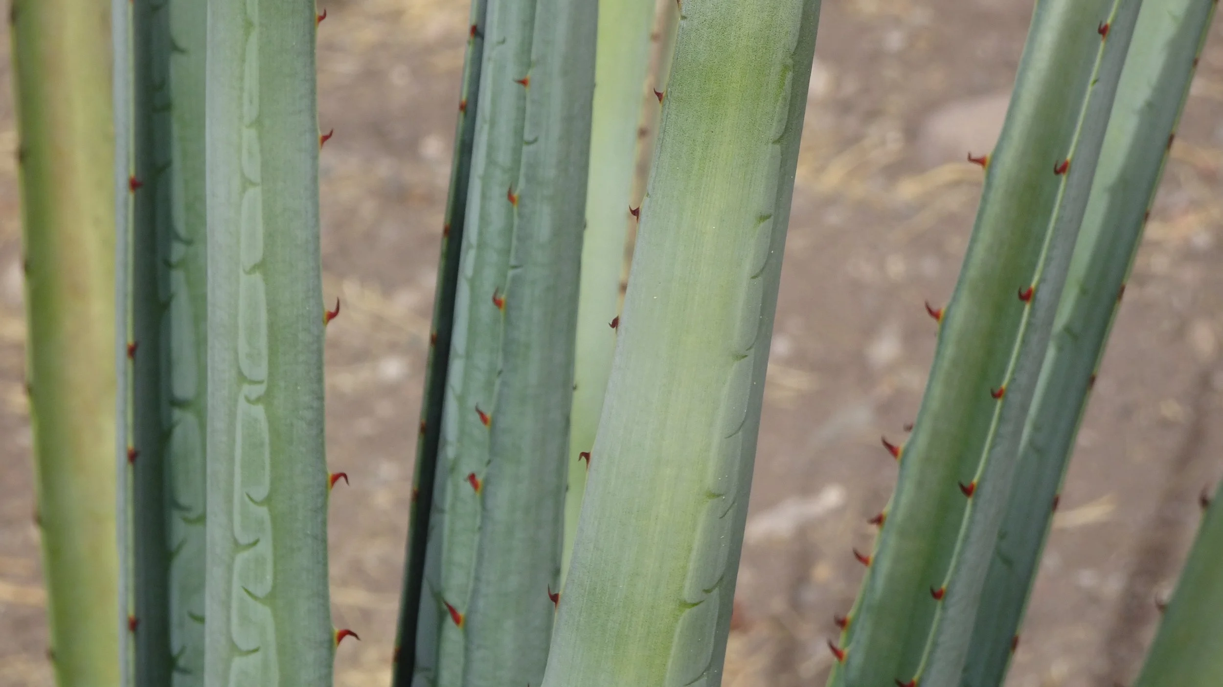 Close-up of several tall green agave cactus pads leaves with small red spines for Bacanora in Suaqui Grande Sonora Mexico