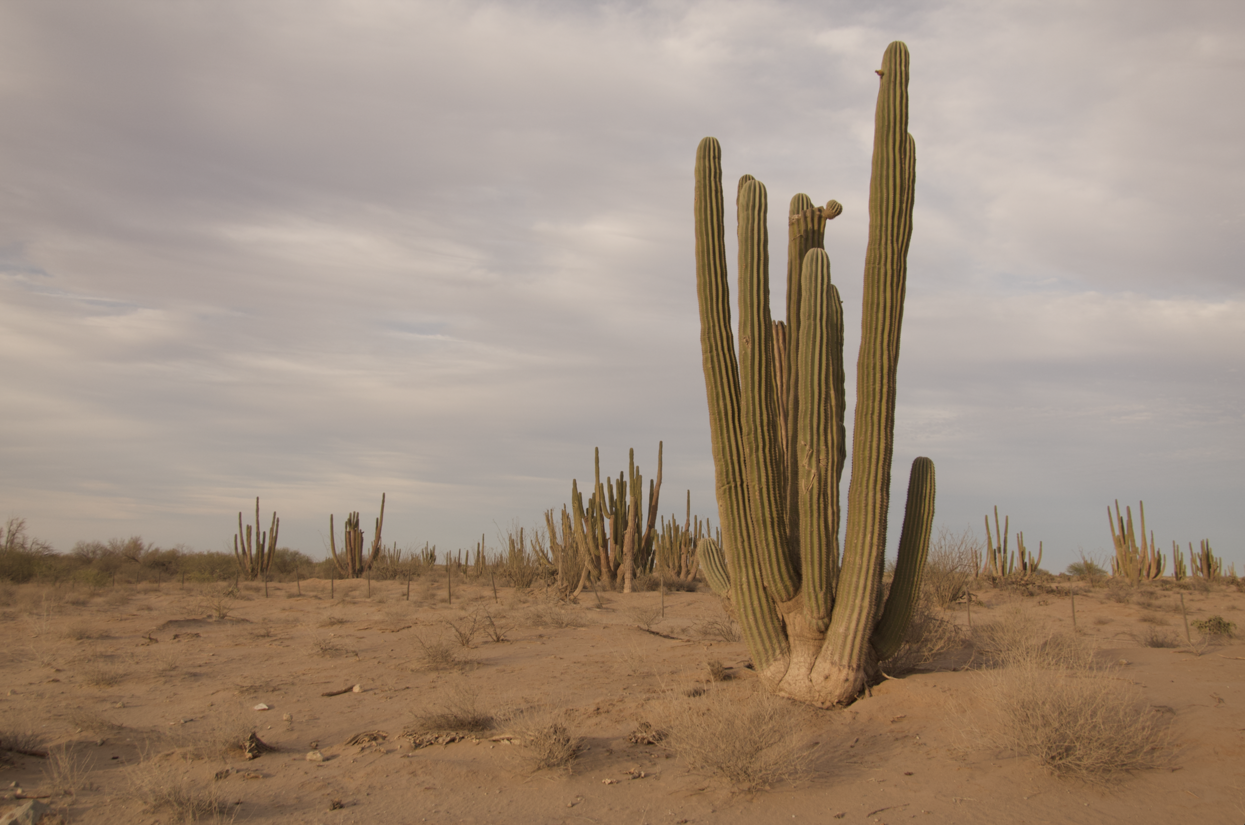 A desert landscape with tall saguaro cacti under a cloudy sky.