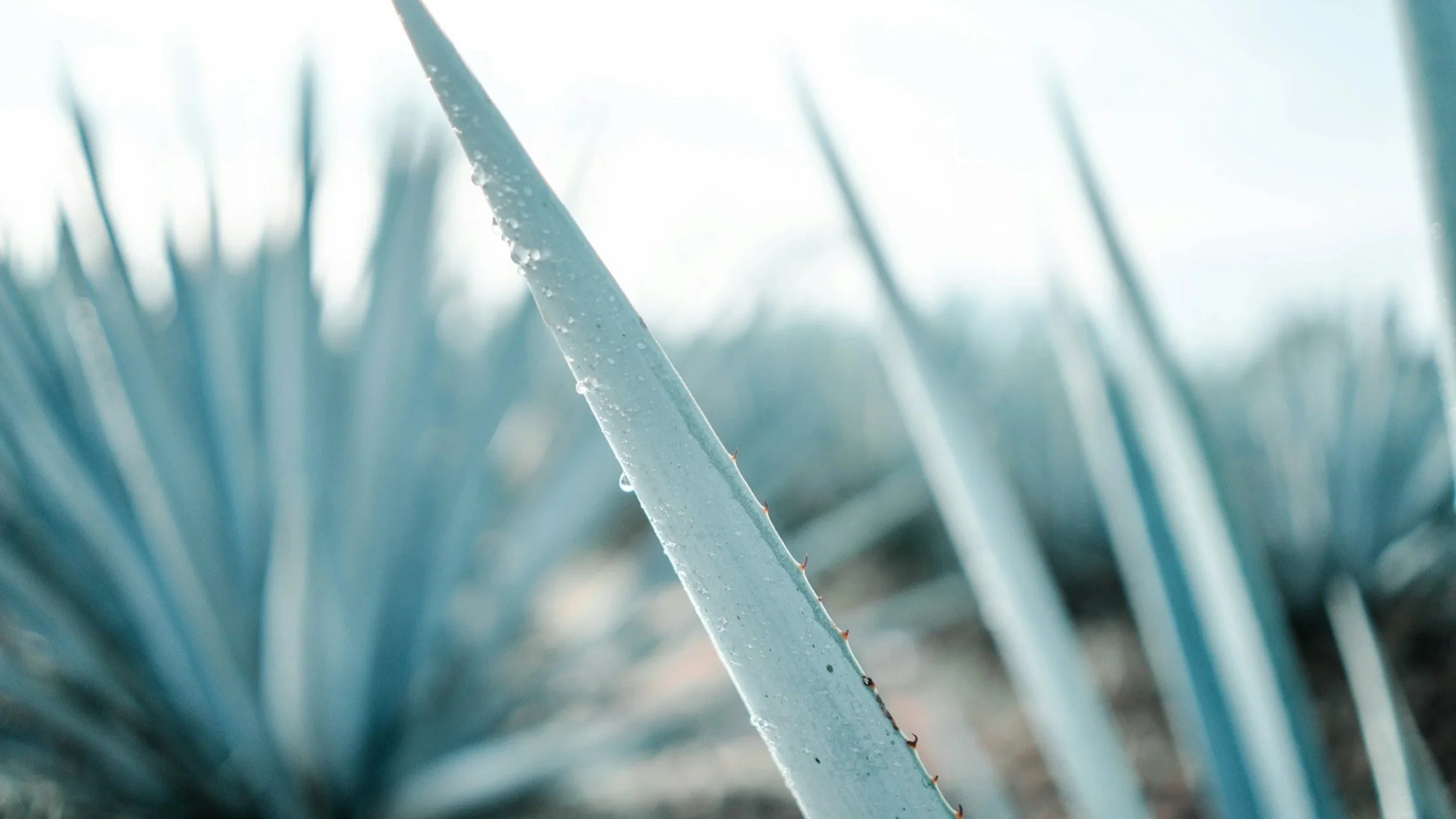 Close up of agave maguey plant leaves pads with spikes spikey