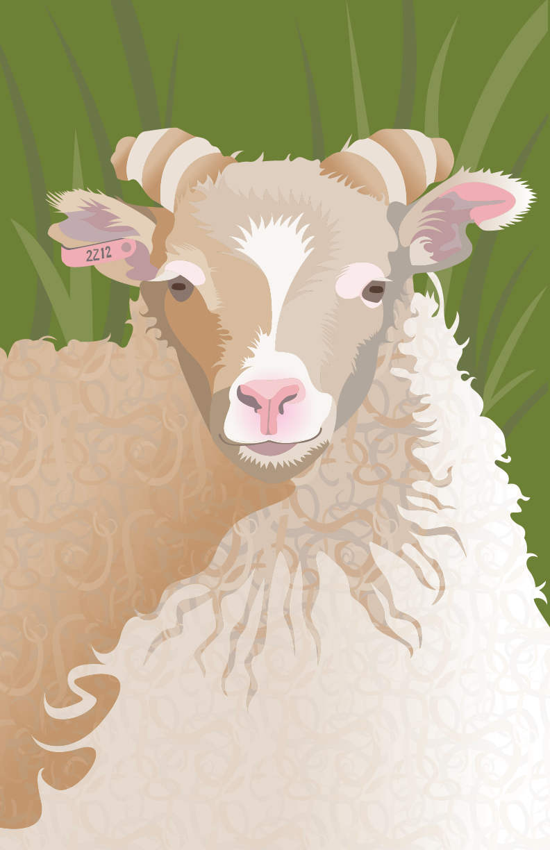 Icelandic Sheep3.png