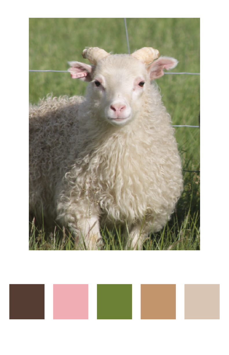 Icelandic Sheep.png